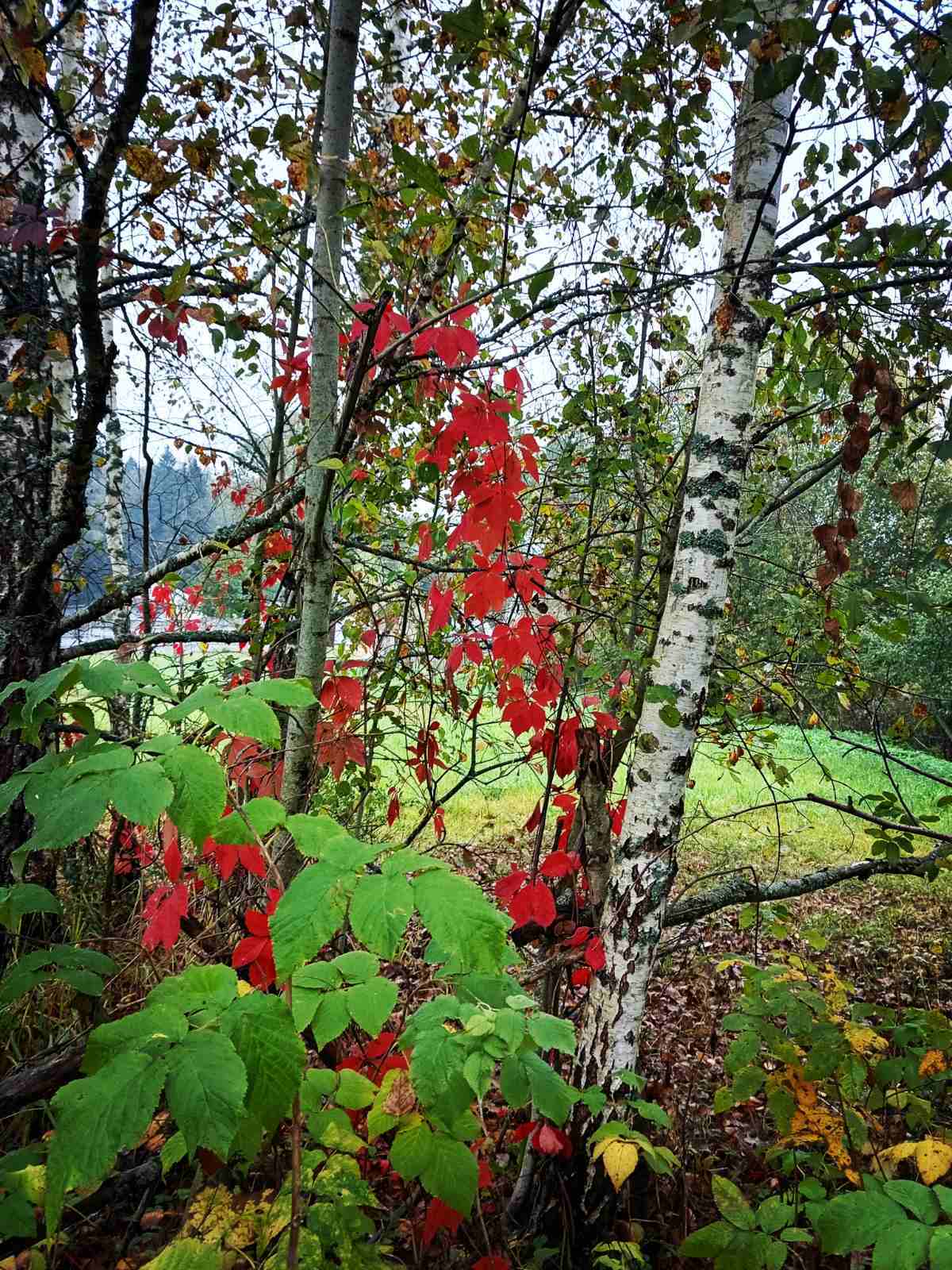 Осенний пейзаж - Моё, Природа России, Дерево, Осенние листья, Осень, Пейзаж, Деревня, Мобильная фотография