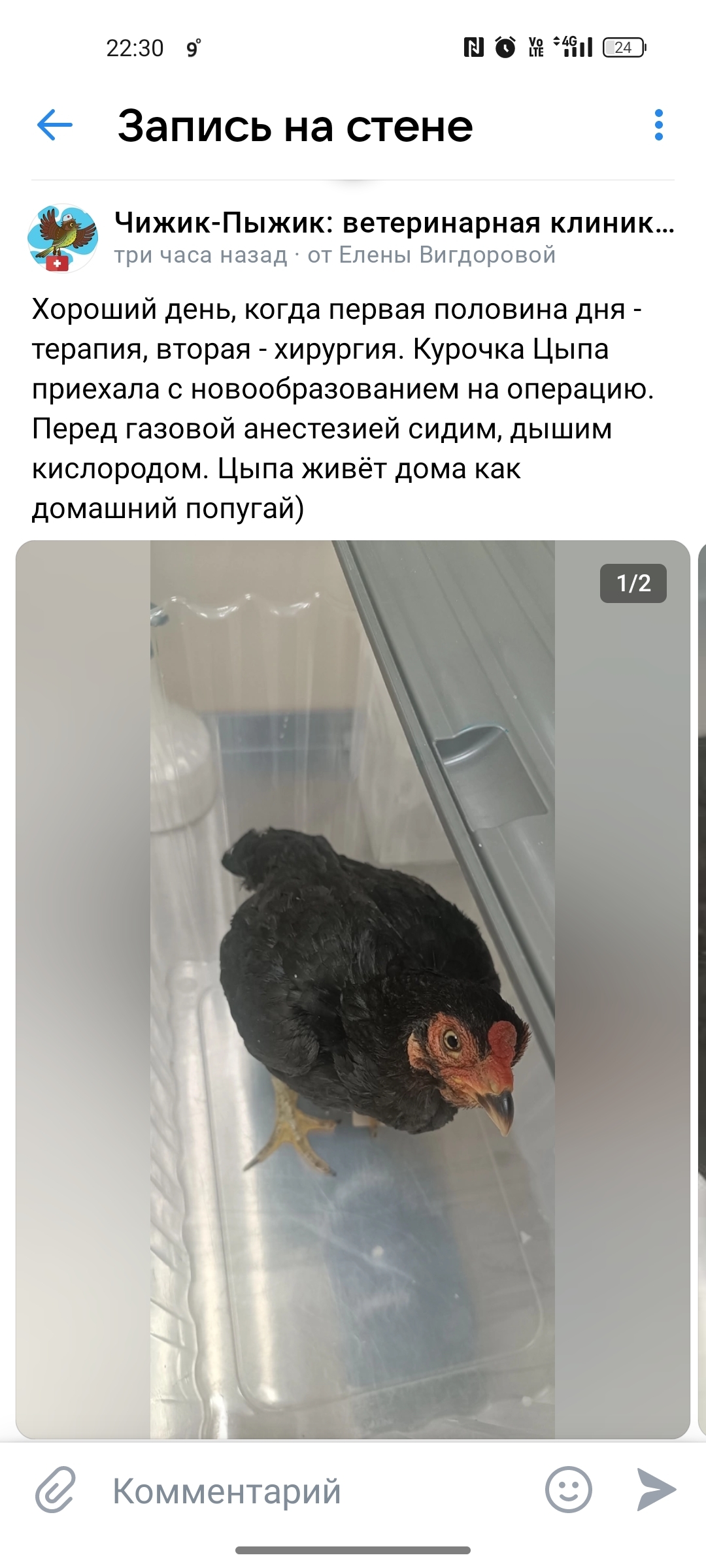 The operation was successful. - My, Hen, Photo on sneaker, Vertical video, Video, Ornithology, Surgery, Operation, Pets, Birds, Longpost