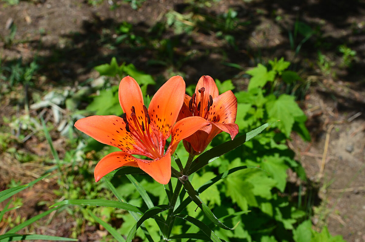 Loaches - My, Дальний Восток, Amur region, The photo, Flowers, Lily, The nature of Russia