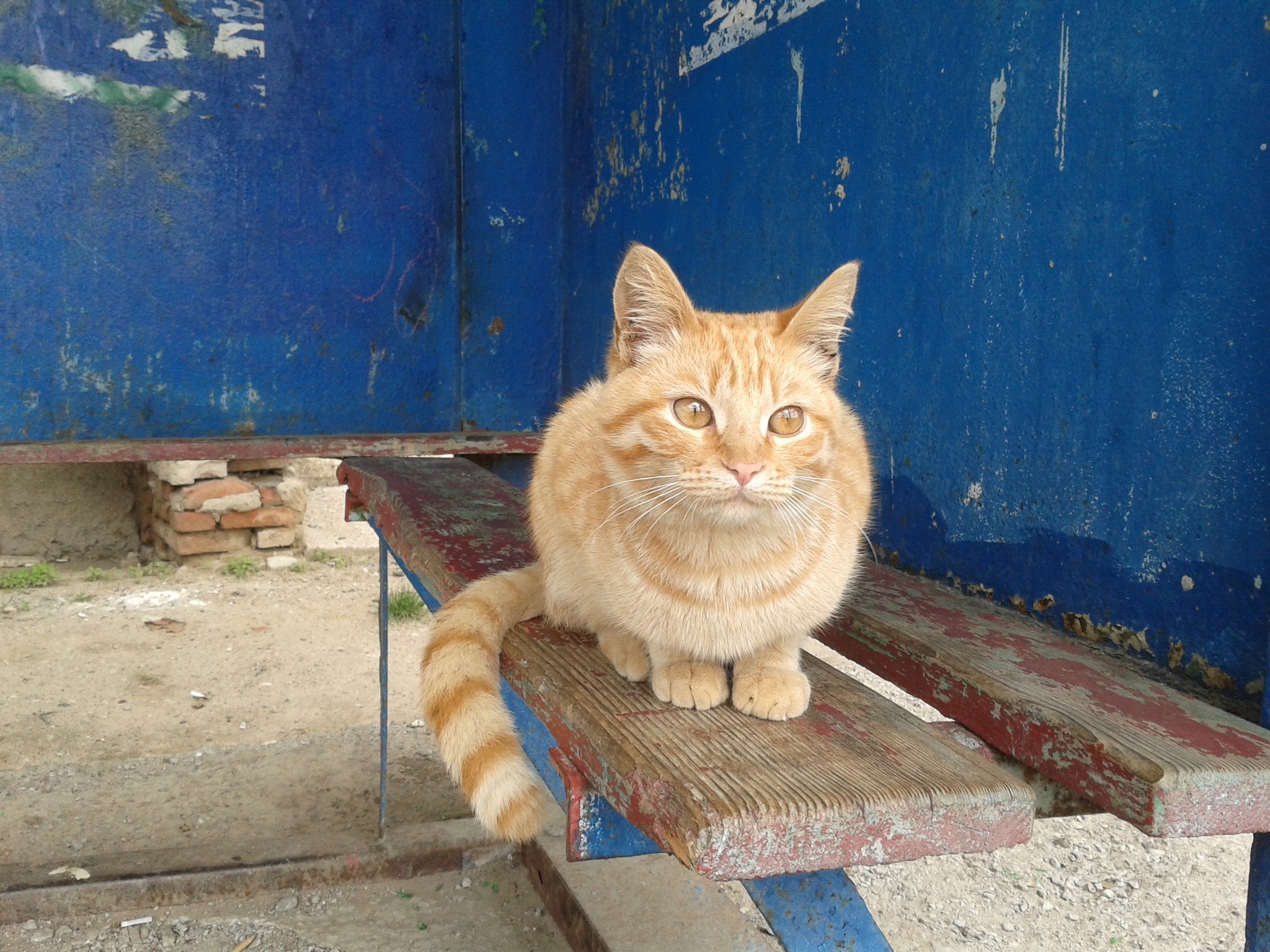 Waiting for his bus - My, The photo, cat, Stop, Bus, Redheads