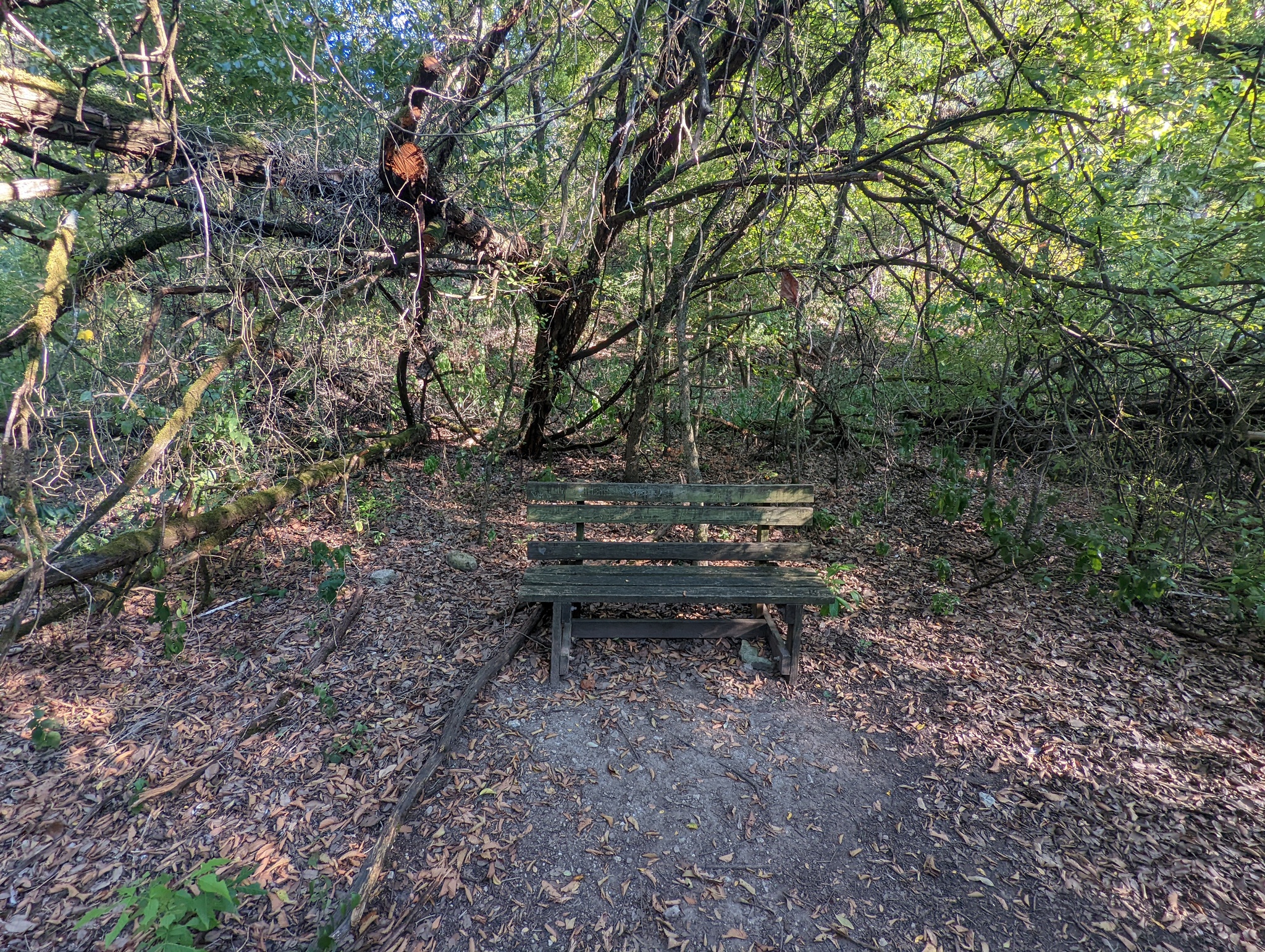 Hi all - My, Nature, Texas, The photo, Mobile photography, Longpost, Pond, The park, Lake, Beautiful view, Abroad, South, Ocean, USA