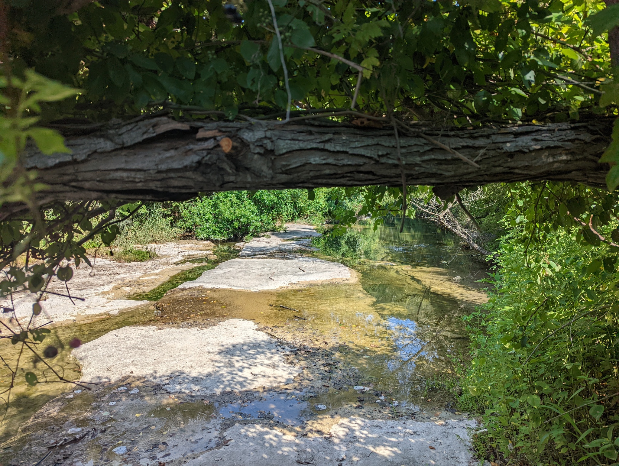 Hi all - My, Nature, Texas, The photo, Mobile photography, Longpost, Pond, The park, Lake, Beautiful view, Abroad, South, Ocean, USA