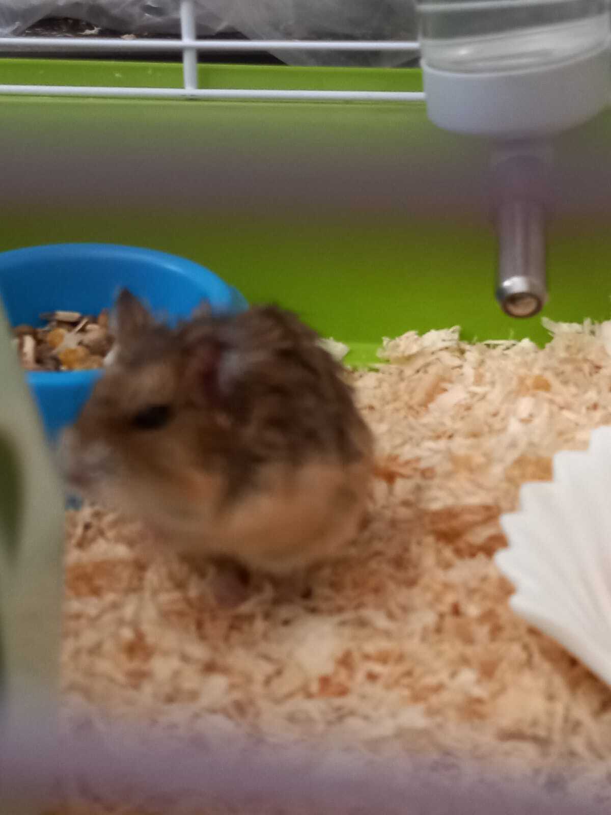 The hamster died( - My, Hamster, Pets, Obituary, Artificial Intelligence, Song, Video, Vertical video, Longpost