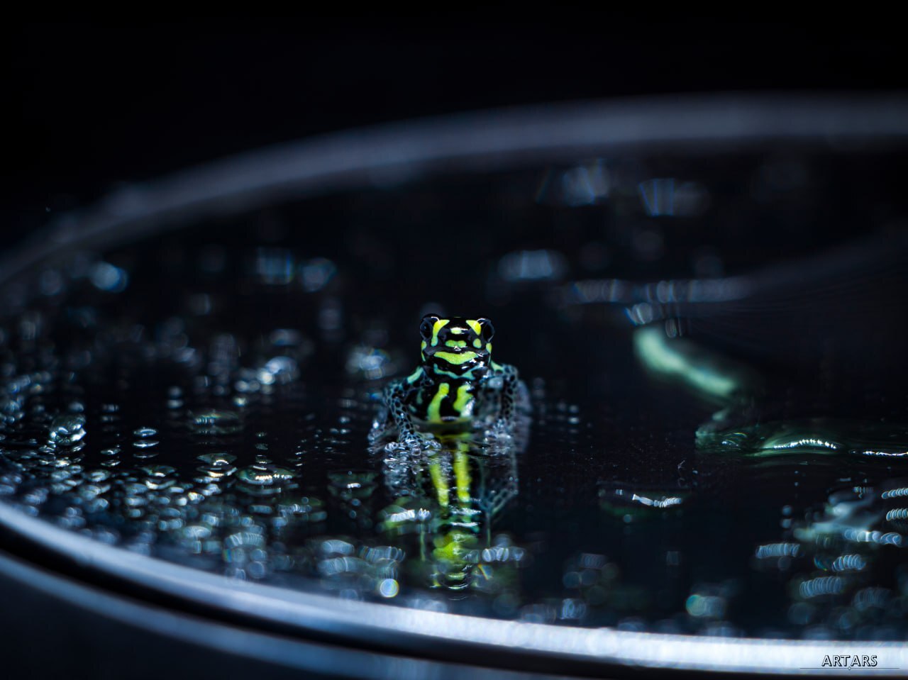 Ranitomeya vanzolinii | Tree frogs - My, Frogs, Rare view, The photo, Informative, Planet Earth, Terrariumistics, Longpost