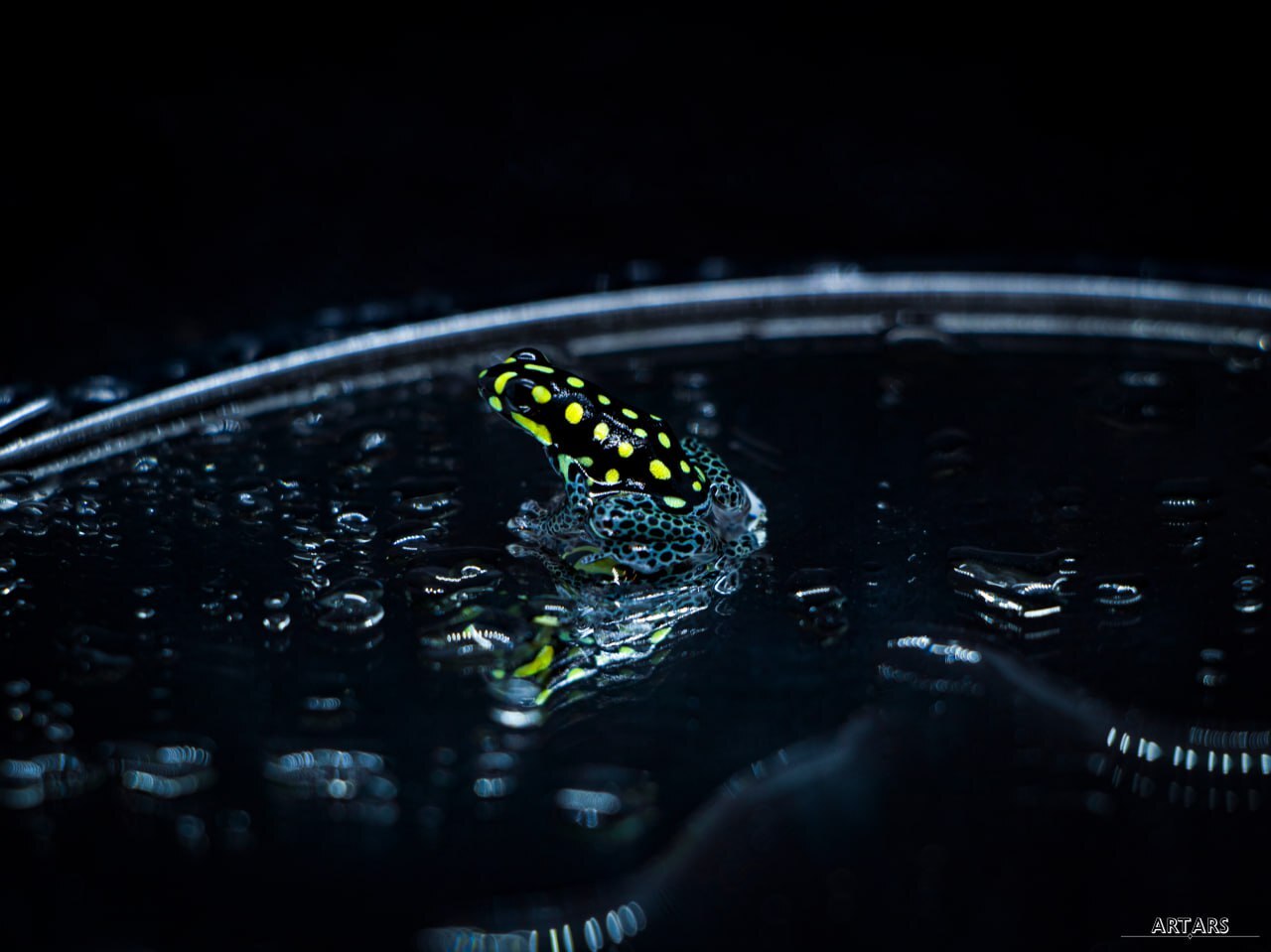 Ranitomeya vanzolinii | Tree frogs - My, Frogs, Rare view, The photo, Informative, Planet Earth, Terrariumistics, Longpost