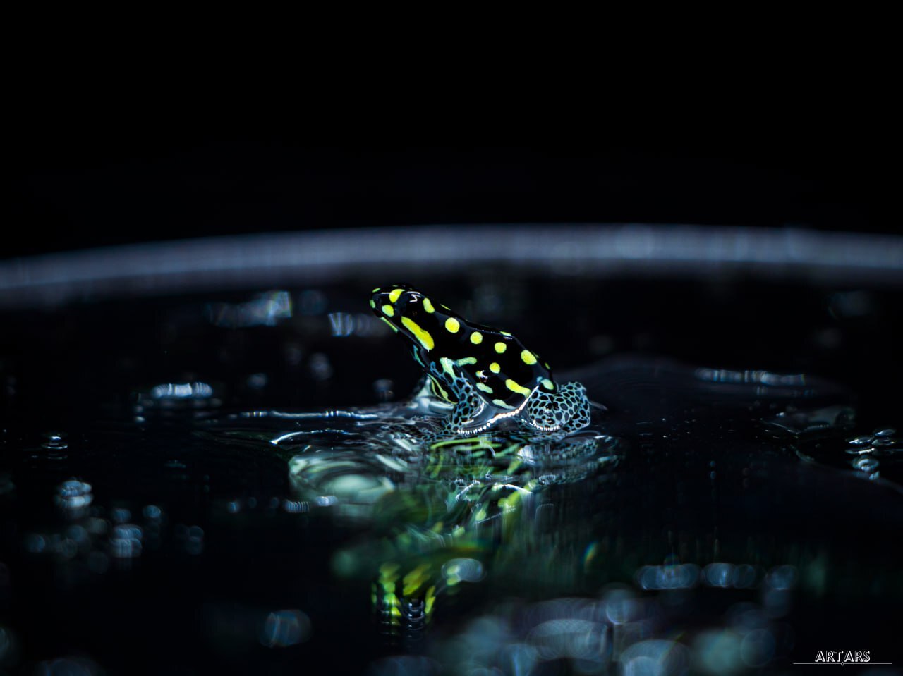 Ranitomeya vanzolinii | Tree frogs - My, Frogs, Rare view, The photo, Informative, Planet Earth, Terrariumistics, Longpost