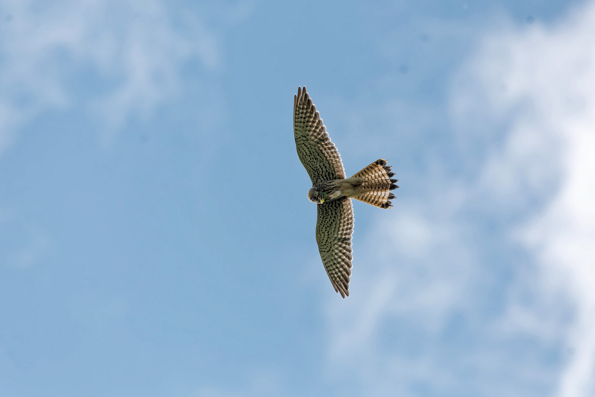 Goodbye clear days - My, The nature of Russia, Photo hunting, Nature, Birds, Hobby, Autumn, wildlife, Bird watching, Video, Longpost