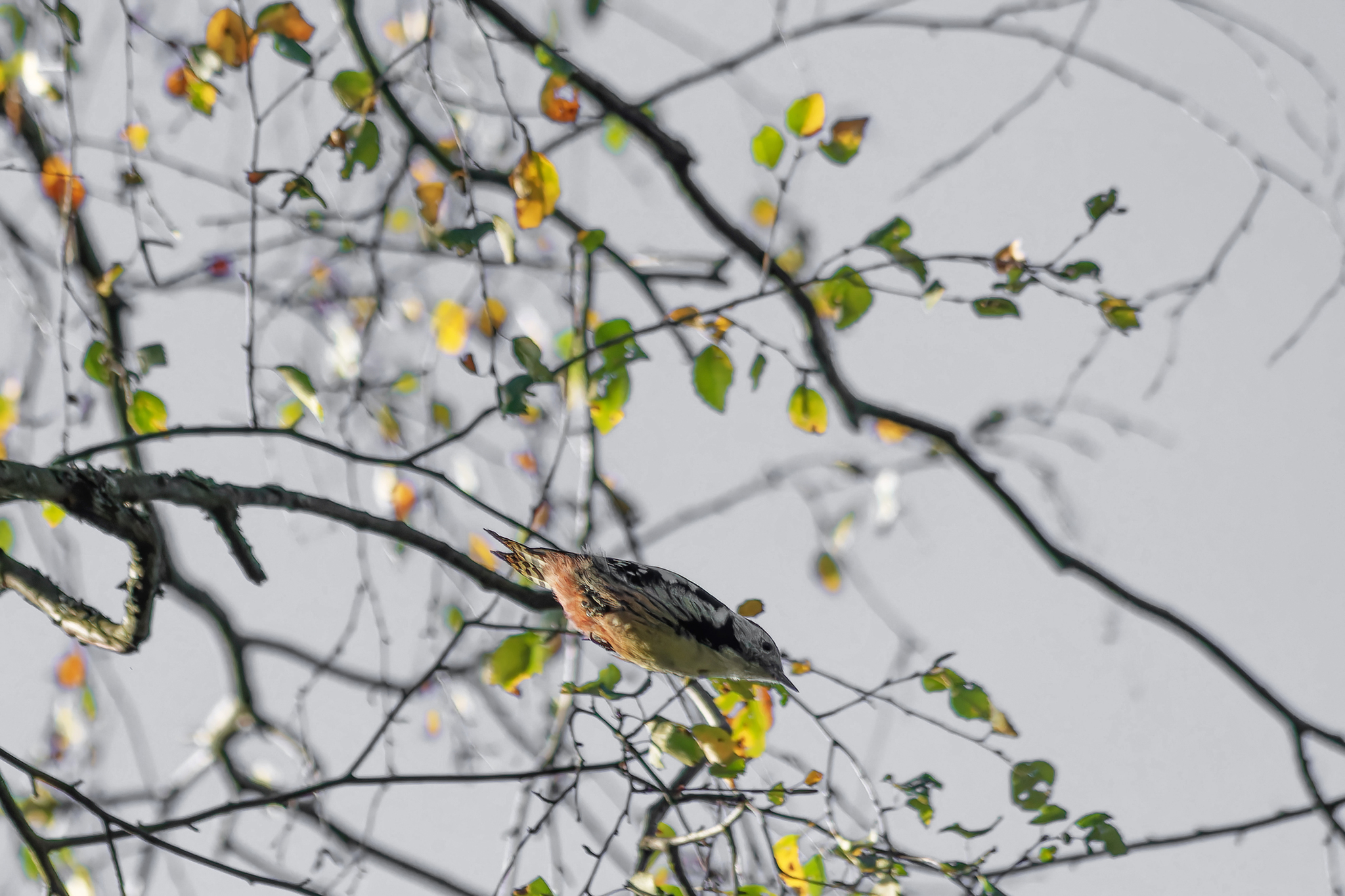 Goodbye clear days - My, The nature of Russia, Photo hunting, Nature, Birds, Hobby, Autumn, wildlife, Bird watching, Video, Longpost