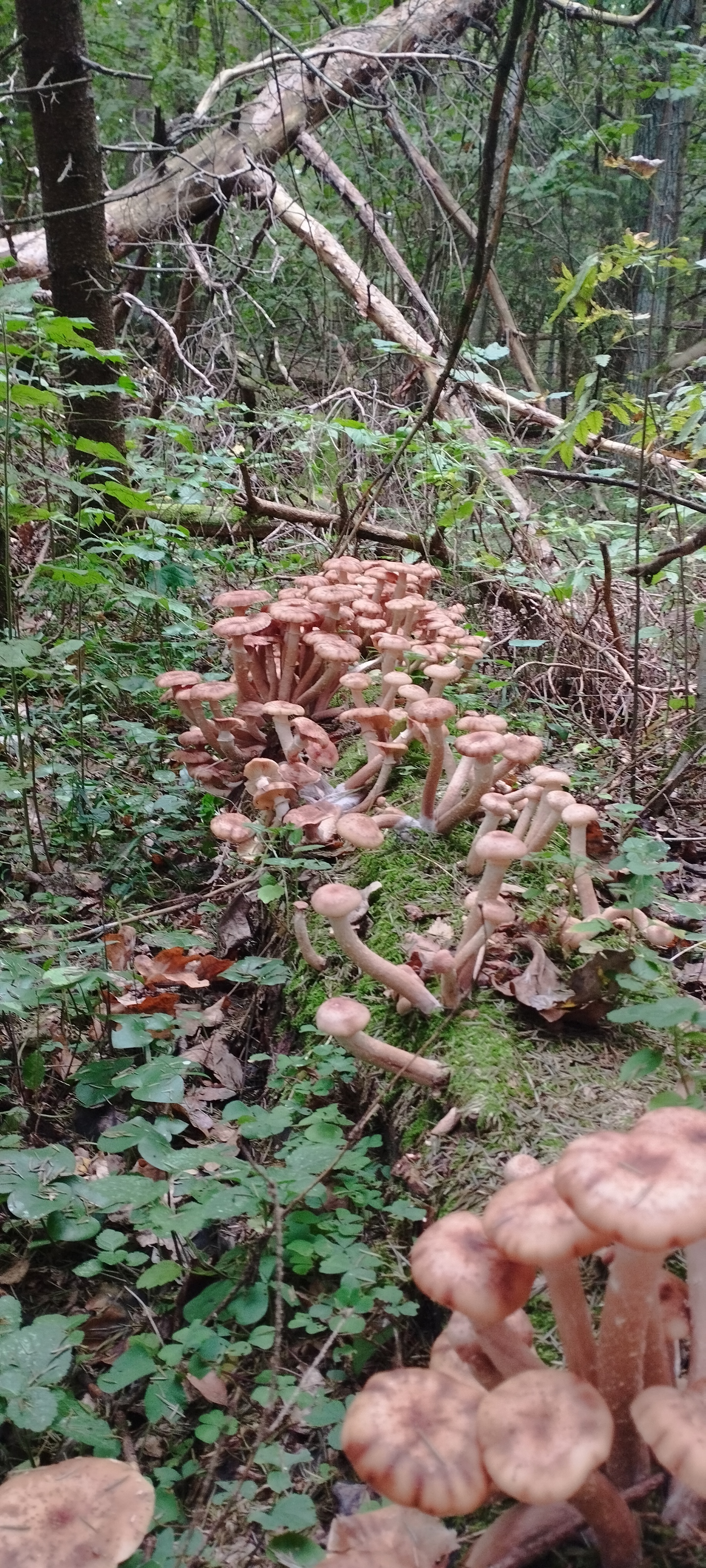 And finally we have rain! - My, Mushrooms, Honey mushrooms, Friday, Longpost