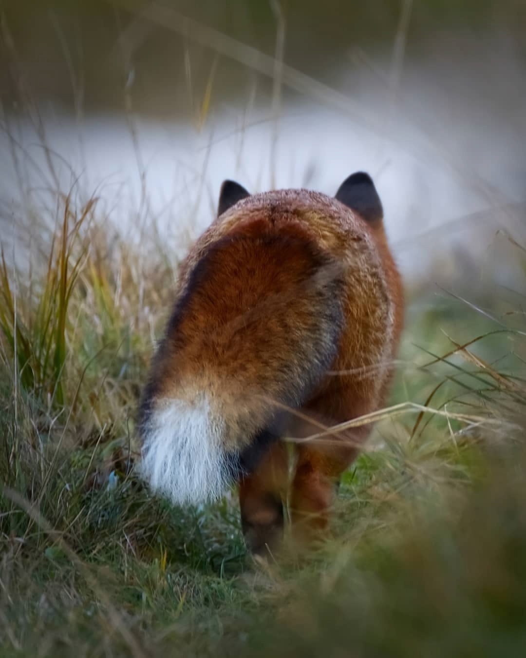 Fox-tail - The photo, Fox, Animals, In the animal world, Tail