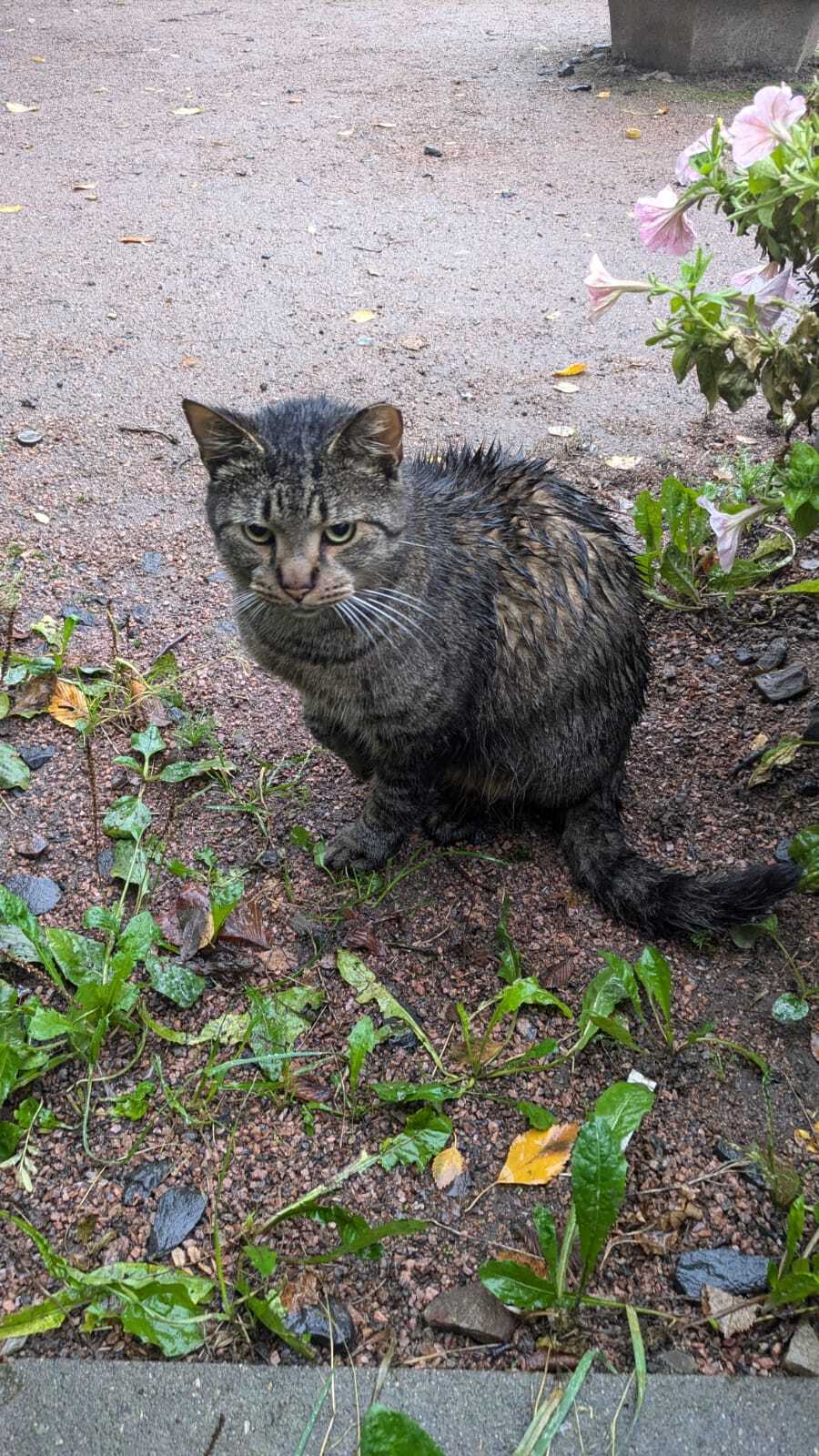 The cat lost a roof over his head because of the death of his owner. He sleeps under a bush. Winter is coming soon, he won't survive on the bare ground - Saint Petersburg, Helping animals, Leningrad region, In good hands, cat, No rating, Longpost