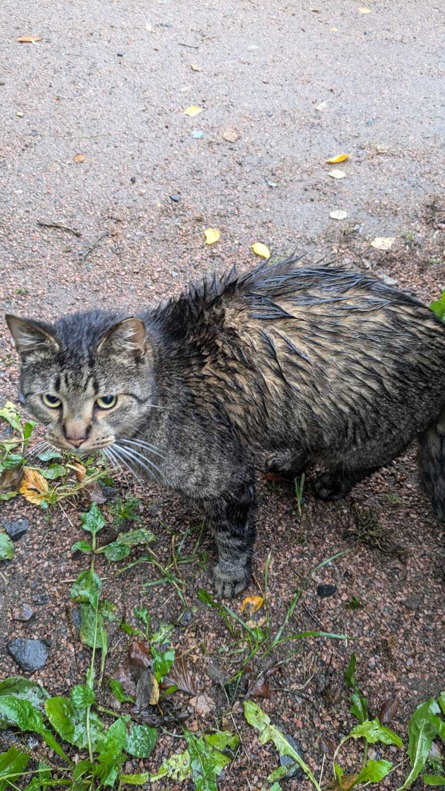 The cat lost a roof over his head because of the death of his owner. He sleeps under a bush. Winter is coming soon, he won't survive on the bare ground - Saint Petersburg, Helping animals, Leningrad region, In good hands, cat, No rating, Longpost