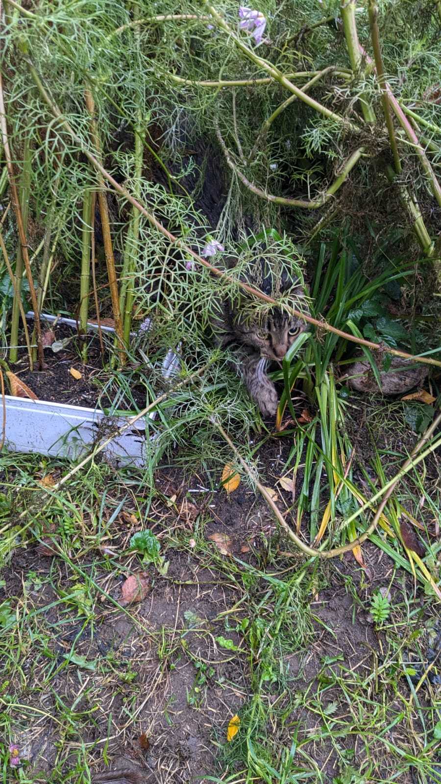 The cat lost a roof over his head because of the death of his owner. He sleeps under a bush. Winter is coming soon, he won't survive on the bare ground - Saint Petersburg, Helping animals, Leningrad region, In good hands, cat, No rating, Longpost