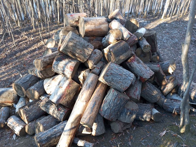 Life on the TDS in the taiga. Collecting firewood and saying goodbye to people - My, Weather station, Taiga, Good people, Communication, Firewood, Stock, Talk, Longpost