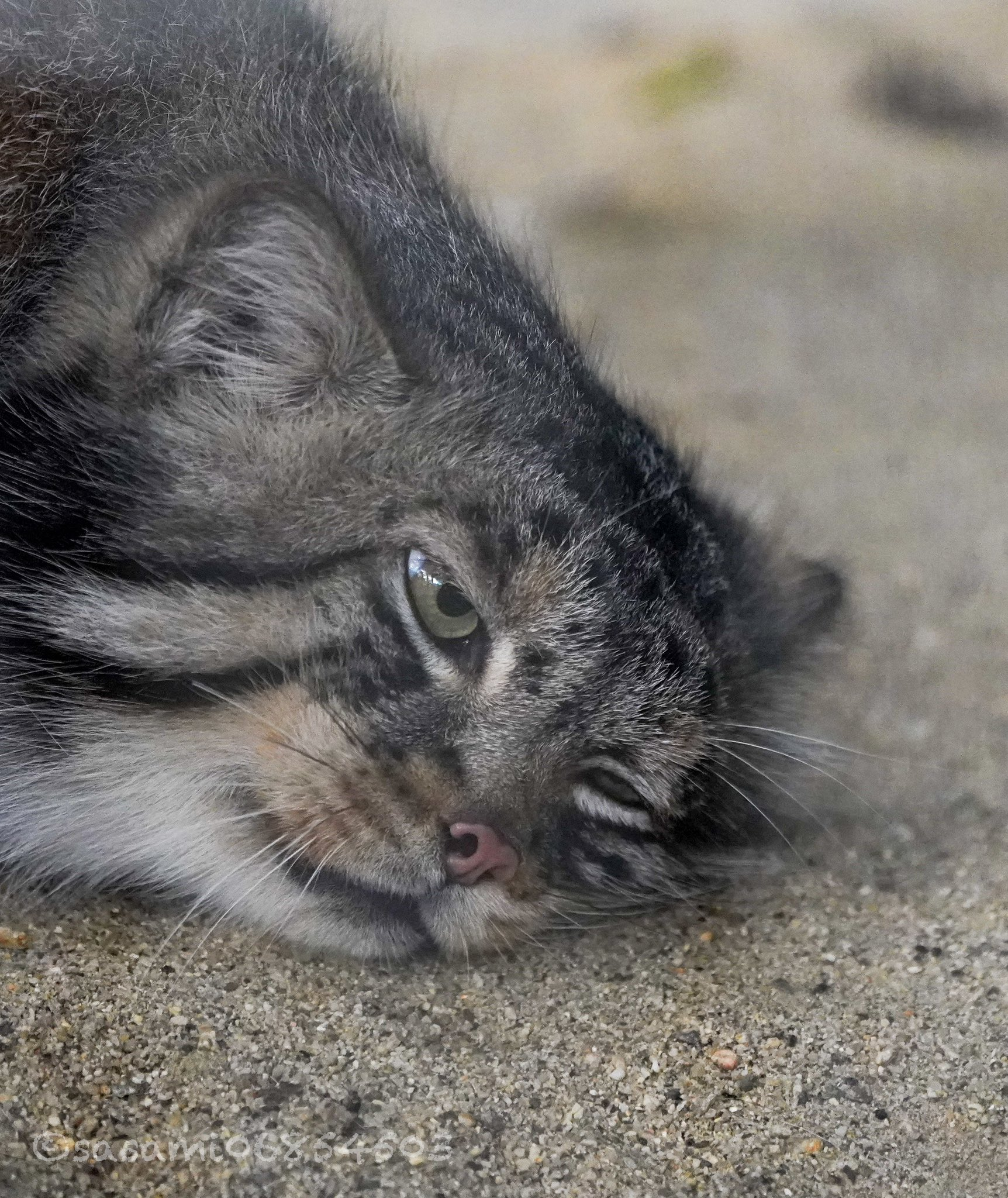 Can I go home already? I'm tired... my productivity is zero... - Wild animals, Zoo, Predatory animals, Cat family, Pallas' cat, Small cats