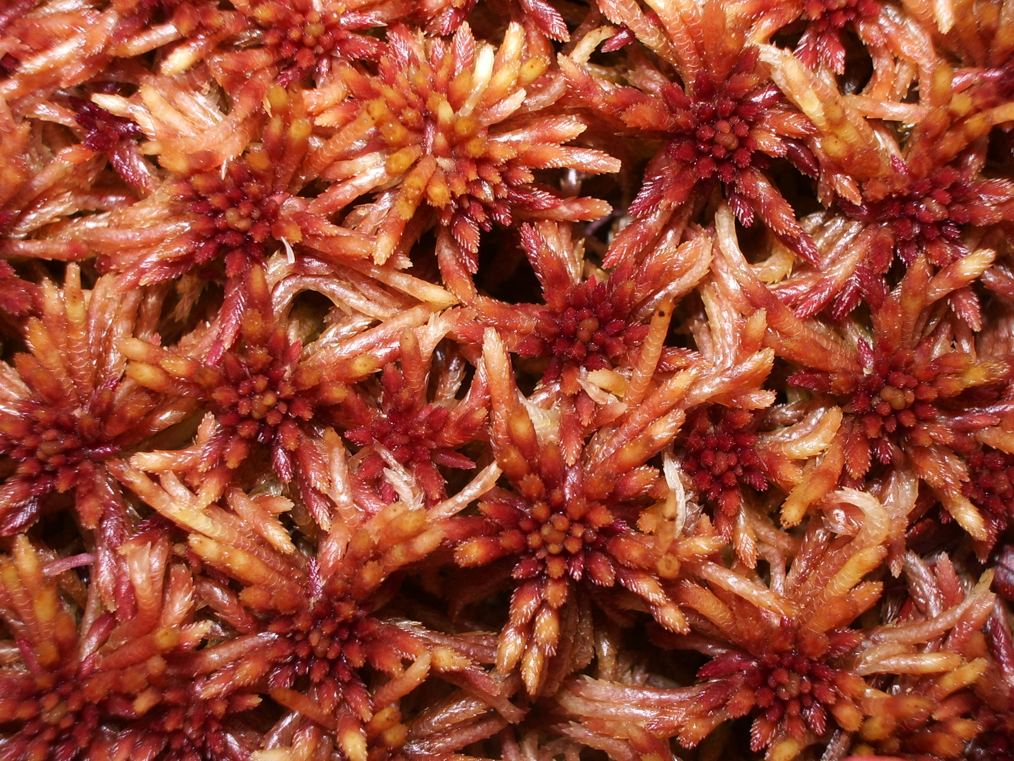 Sphagnum - My, Plants, Biology, Botany, Entertaining botany, Sphagnum, Longpost