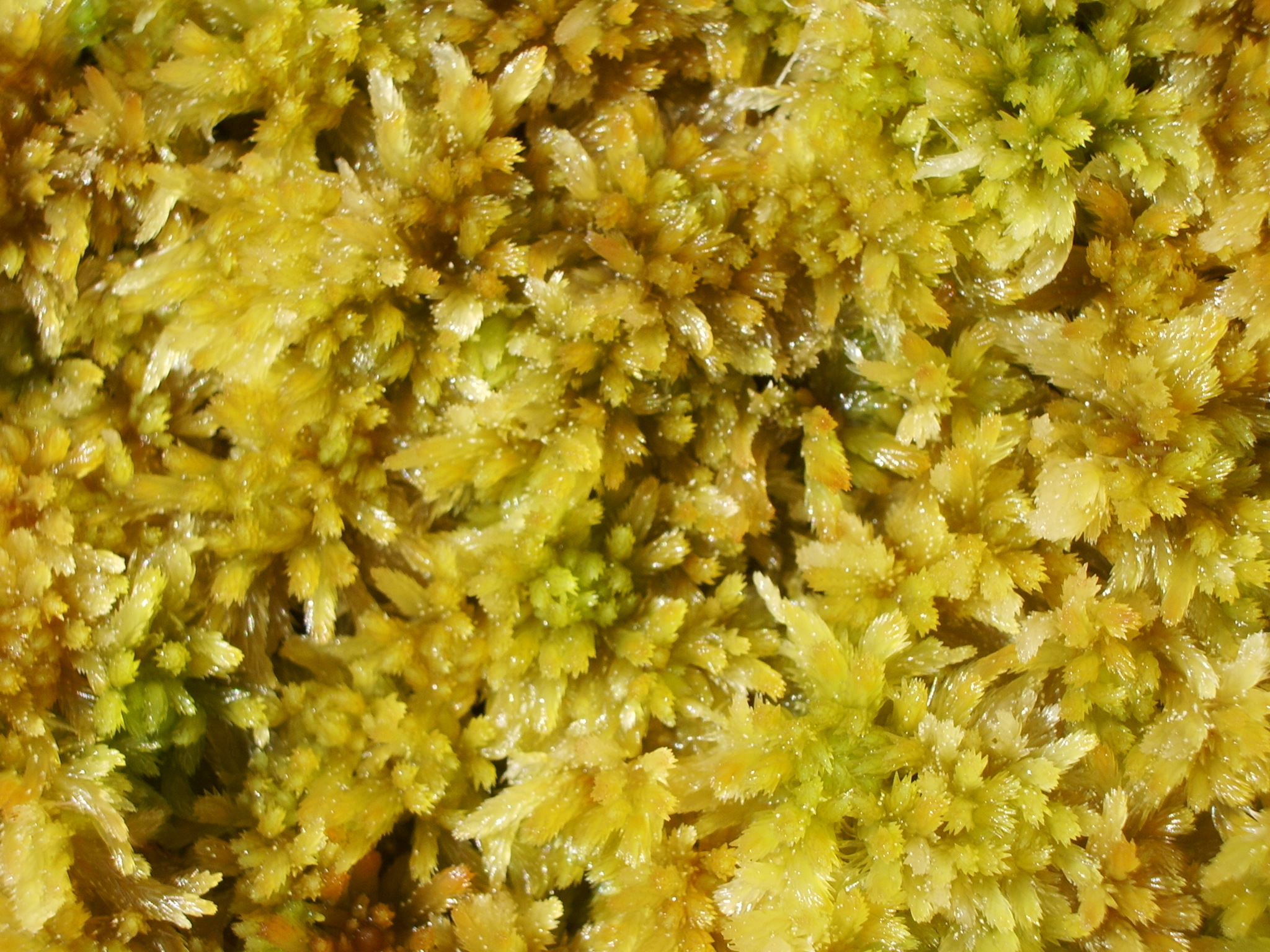 Sphagnum - My, Plants, Biology, Botany, Entertaining botany, Sphagnum, Longpost