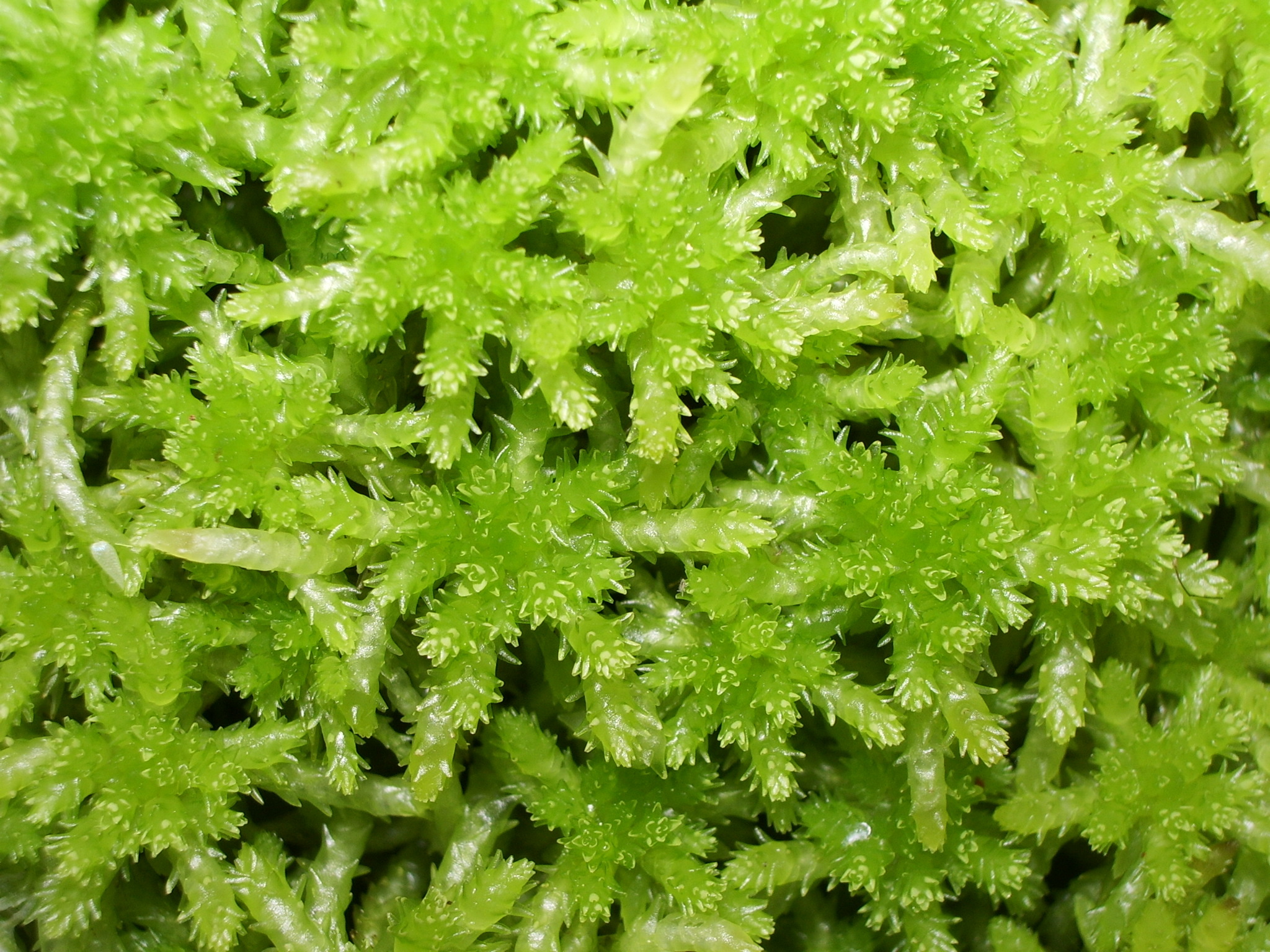 Sphagnum - My, Plants, Biology, Botany, Entertaining botany, Sphagnum, Longpost