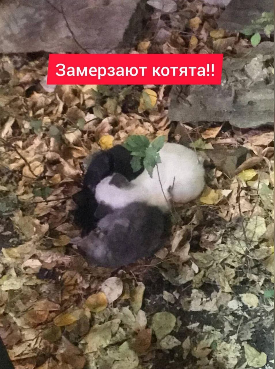 Save the freezing kittens. Once upon a time in Lyubertsy - Veterinary, Homeless animals, Treatment, In good hands, Negative, Animal Rescue, Volunteering, Good league, Charity, Helping animals, cat, Video, Vertical video, Longpost