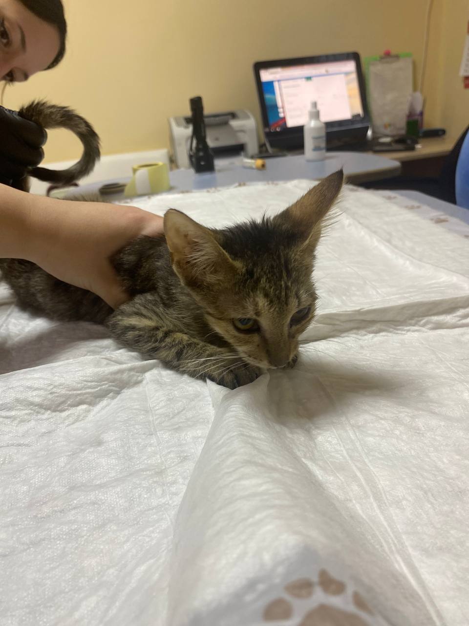 Save the freezing kittens. Once upon a time in Lyubertsy - Veterinary, Homeless animals, Treatment, In good hands, Negative, Animal Rescue, Volunteering, Good league, Charity, Helping animals, cat, Video, Vertical video, Longpost