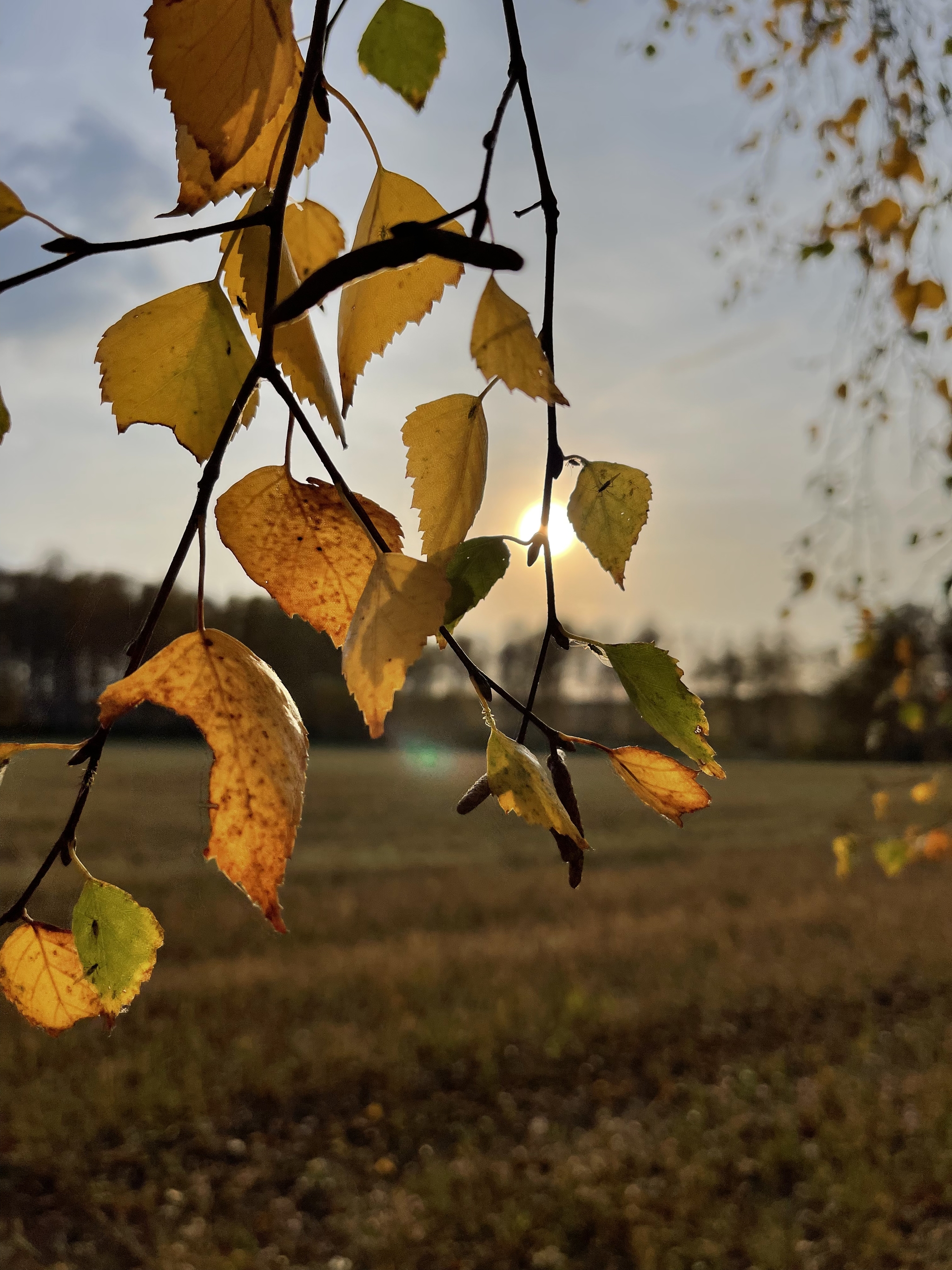 About Granny Manya and Mittens - My, Sanya and Marina, A life, Autumn, Longpost