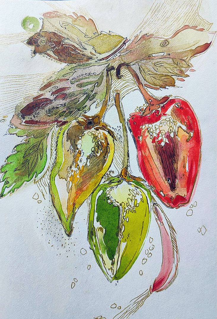 Today I admired the bell peppers - My, Traditional art, Drawing, Sketch, Graphics, Mobile photography, Pepper, Bell pepper, Liner, Watercolor, Sketchbook