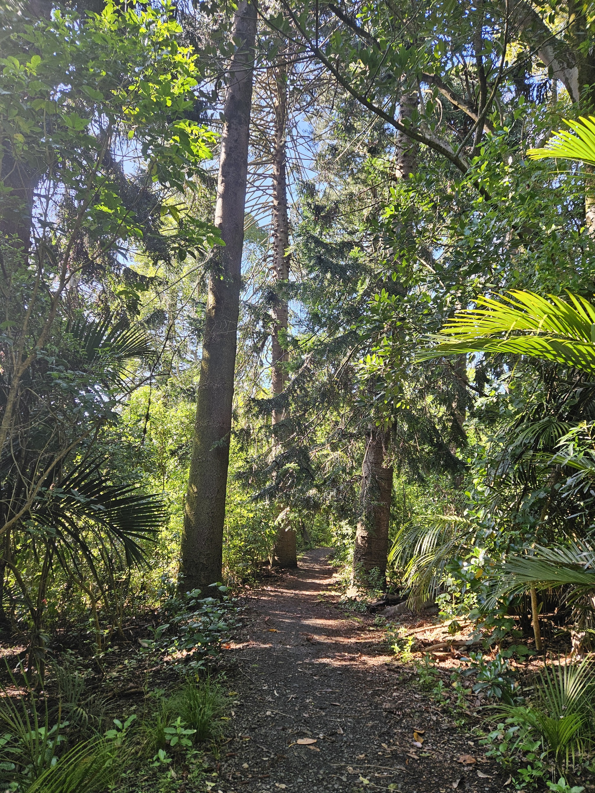 Greenish - My, Greenery, Nature, The photo, Mobile photography, The park, Beautiful view, Longpost