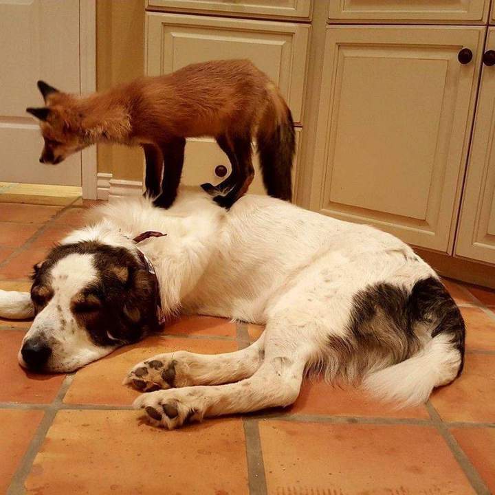 Fox masseuse - Humor, Images, The photo, Fox, Dog, Funny animals, Milota, Paws