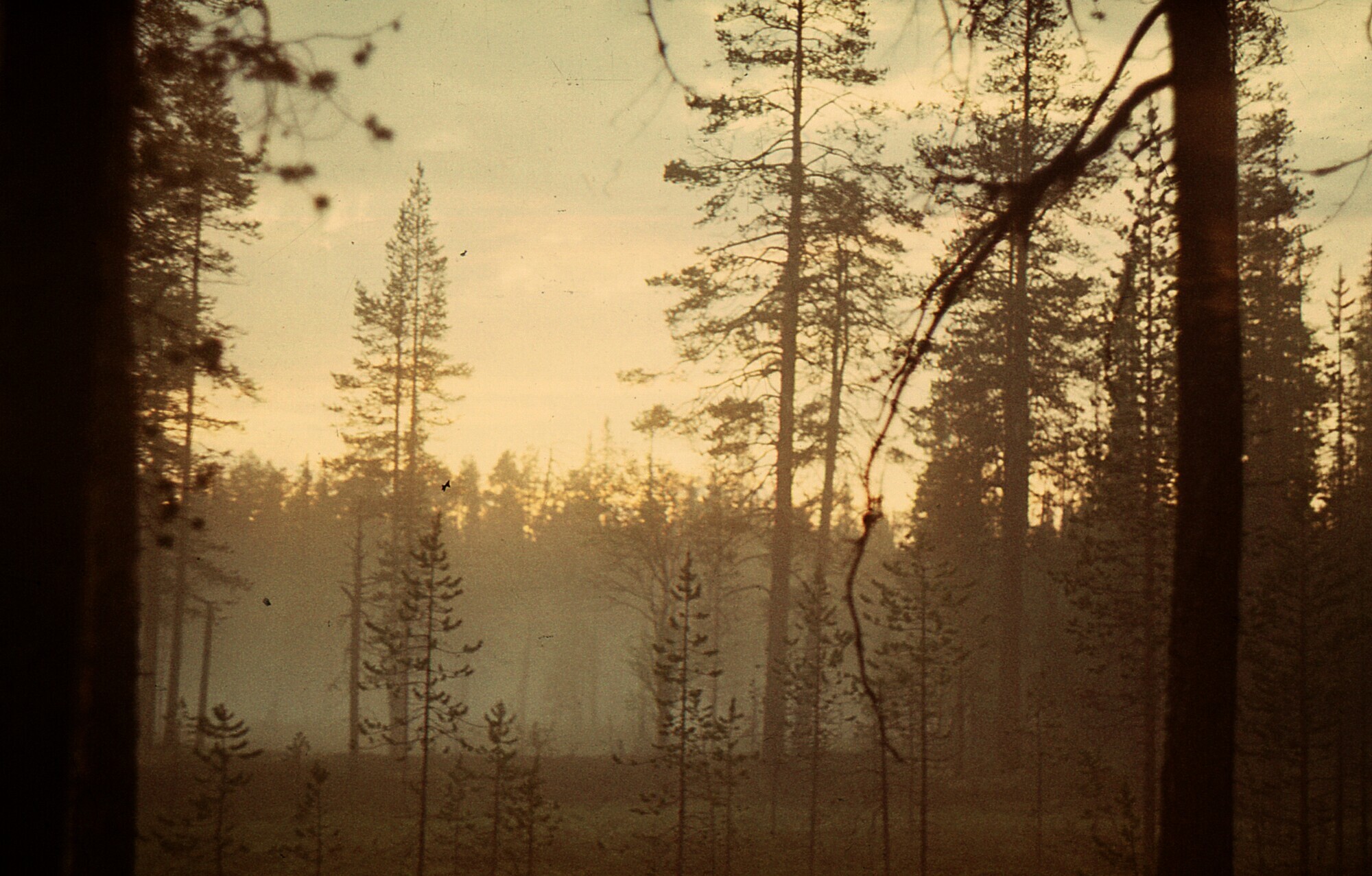 1988. Riding All-Terrain Vehicles, Part 4 - My, Geology, Geologists, Geodesy, Geophysics, geophysicists, Arkhangelsk region, Swamp, Summer practise, Students, Memories, 80-е, Life stories, Longpost