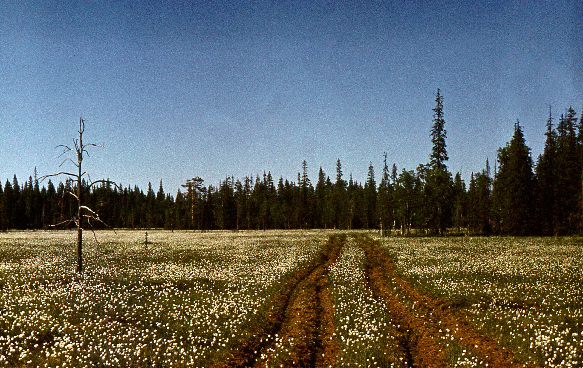 1988. Riding All-Terrain Vehicles, Part 4 - My, Geology, Geologists, Geodesy, Geophysics, geophysicists, Arkhangelsk region, Swamp, Summer practise, Students, Memories, 80-е, Life stories, Longpost