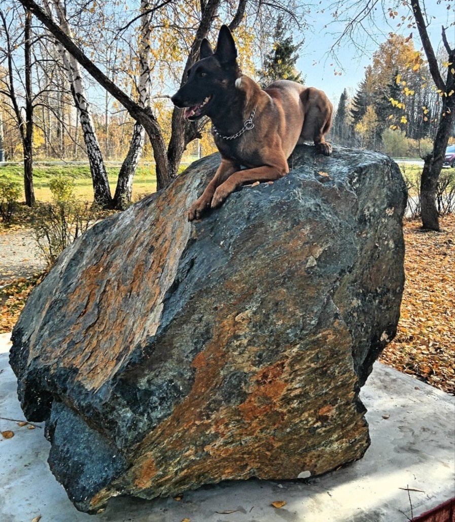 Perfect Autumn Camouflage - My, Malinois, Dog, Autumn, Service dogs, Belgian shepherd, The photo