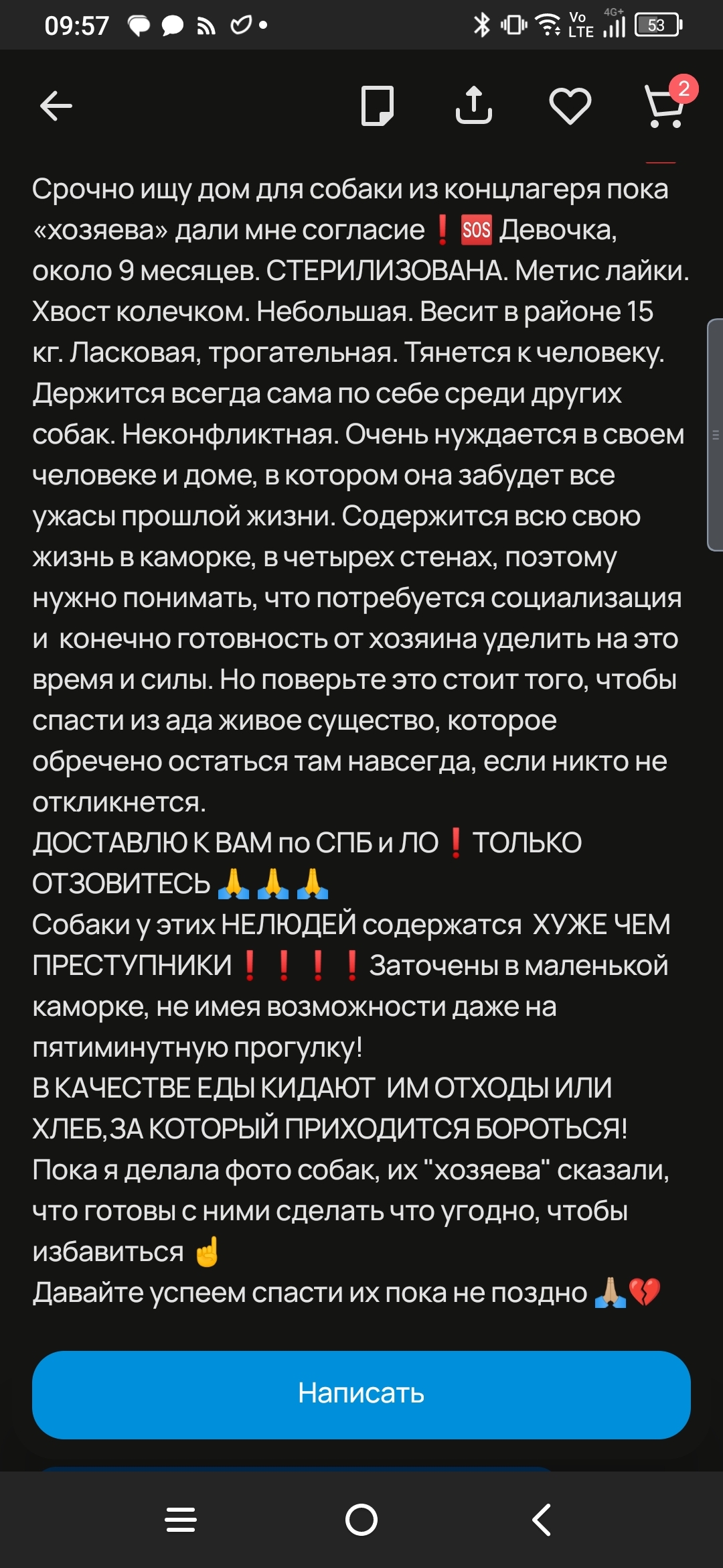 Собаки из концлагеря - Моё, Собака, В добрые руки, Бездомные животные, Собачники, Помощь, Помощь животным, Спасение животных, Приют для животных, Санкт-Петербург, Ленинградская область, Длиннопост, Без рейтинга