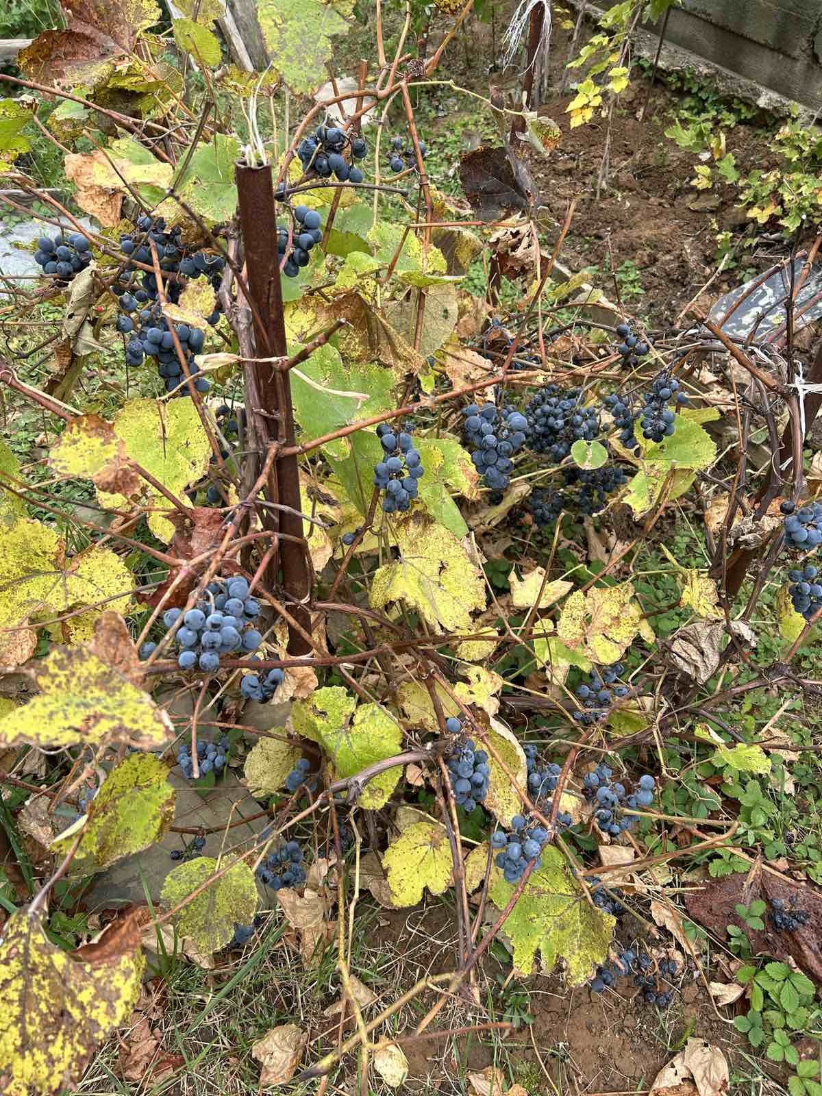 66 August 2024, second berry harvest. Nizhny Novgorod - My, Nizhny Novgorod, Harvest, Climate, Climate change, Dacha, Garden, Gardening, Goji berries, Garden, Raspberries, Grape, Longpost, Berries