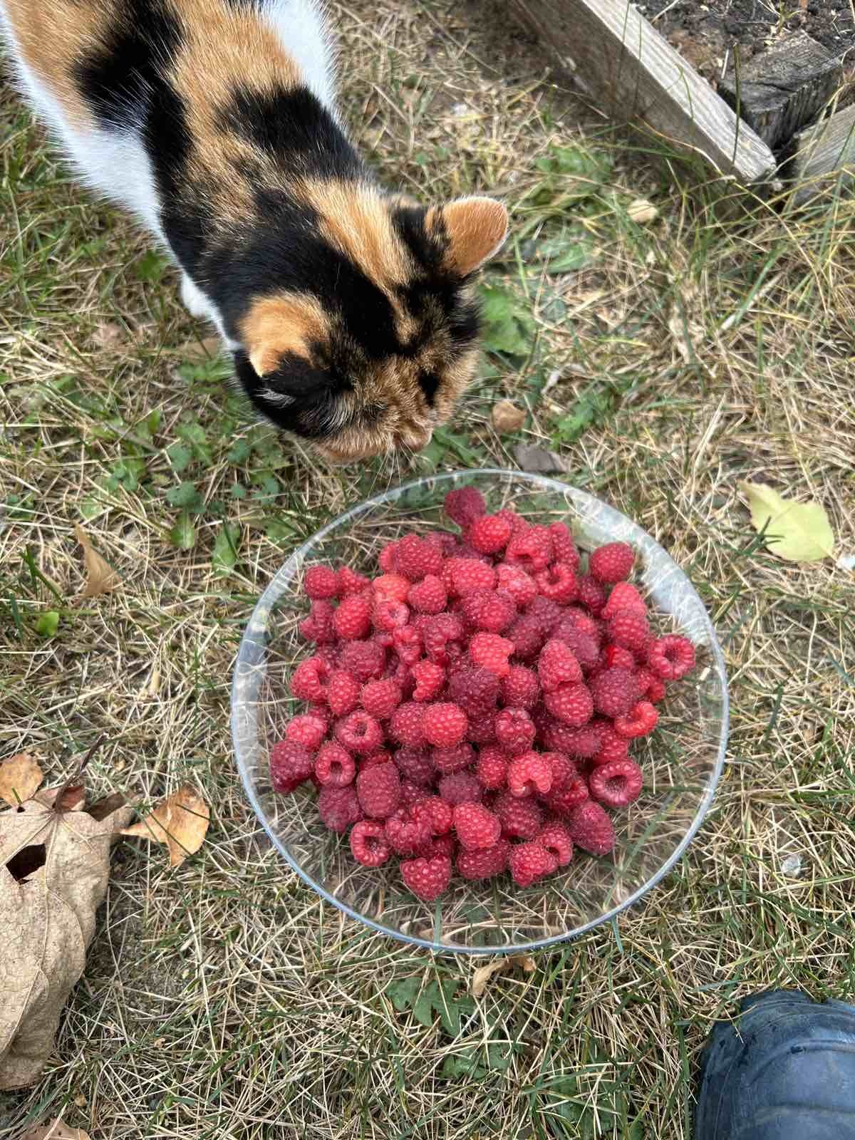 66 August 2024, second berry harvest. Nizhny Novgorod - My, Nizhny Novgorod, Harvest, Climate, Climate change, Dacha, Garden, Gardening, Goji berries, Garden, Raspberries, Grape, Longpost, Berries