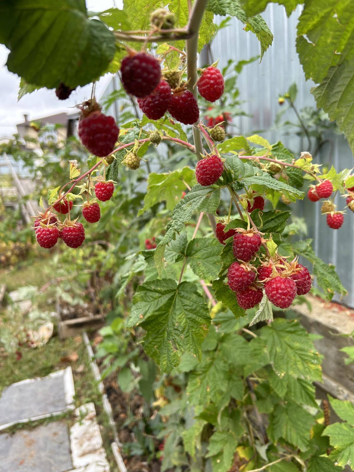 66 August 2024, second berry harvest. Nizhny Novgorod - My, Nizhny Novgorod, Harvest, Climate, Climate change, Dacha, Garden, Gardening, Goji berries, Garden, Raspberries, Grape, Longpost, Berries