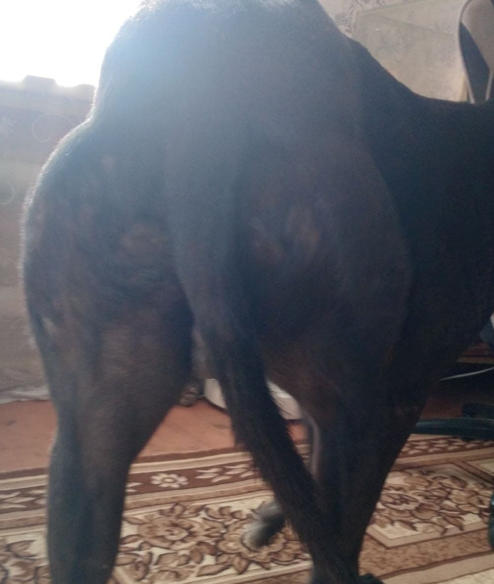 This is what a greyhound's butt looks like - My, Village, Pets, Animals, Jock, Gym, Dog