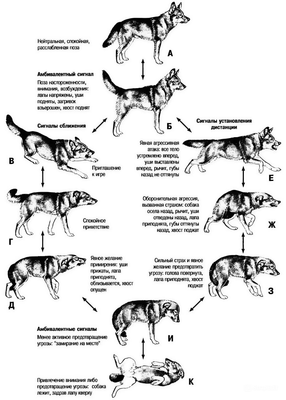 How to understand a dog by his movements and postures, this can be very helpful in understanding each other - Survival, Education, Infographics, Dog, Best friend, Motion, Hike, Forest, Nature, Pose, View, Signal, Emotions, Understanding, Useful