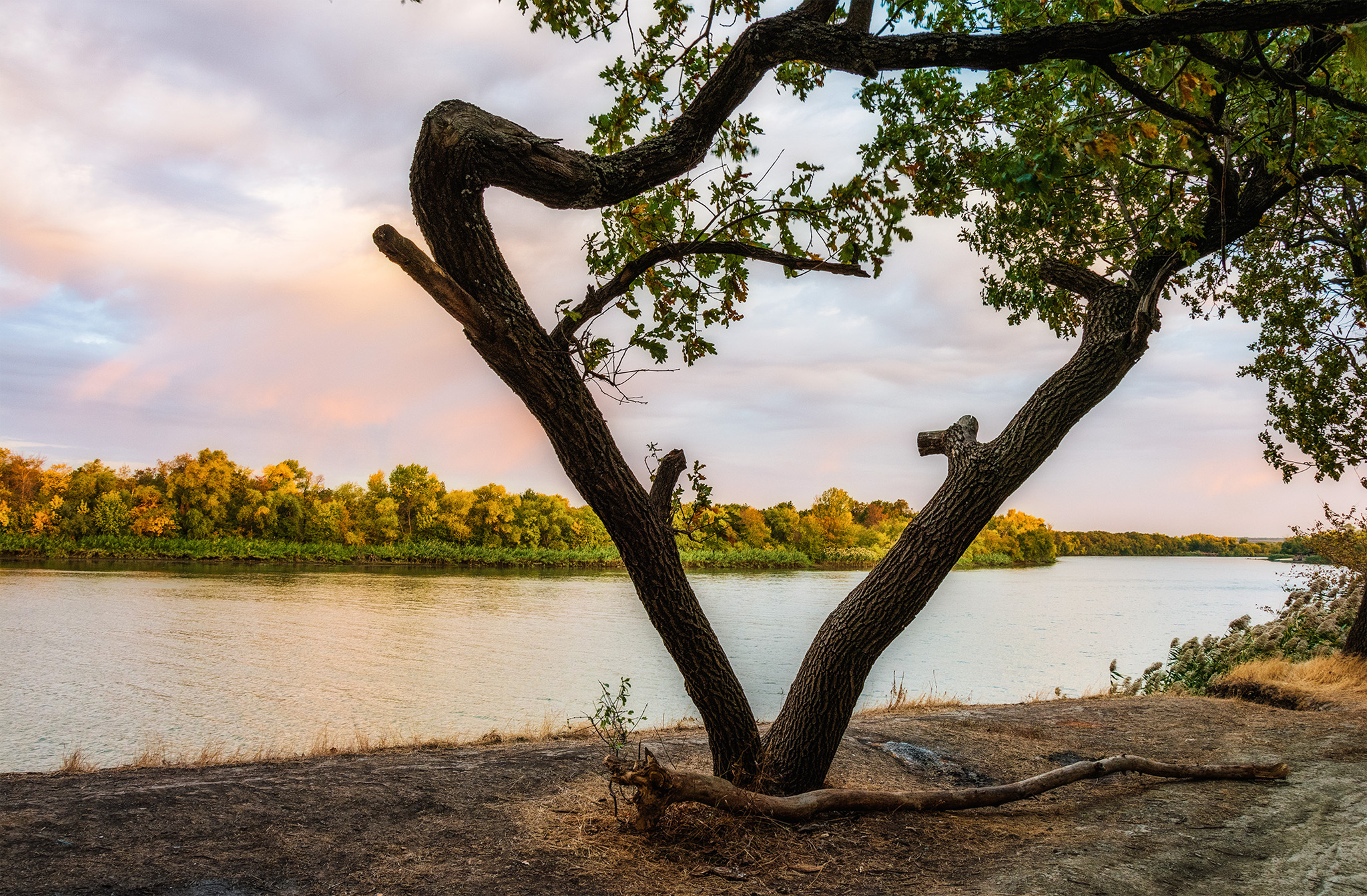 Two turns - My, The photo, Nikon, Nature, Landscape, Shore, River, Seversky Donets, Tree, Beautiful view