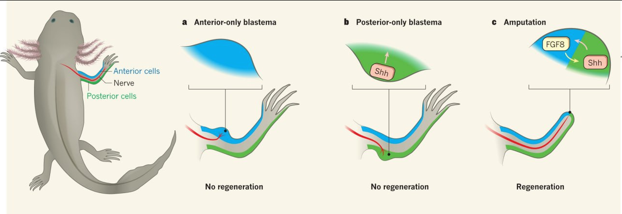 Выход на сушу стоил позвоночным способности к регенерации - Моё, Биология, Регенерация, Аксолотль, Эволюция, Ученые, Наука, Амфибия, Рыба, Позвоночные, Исследования, Длиннопост