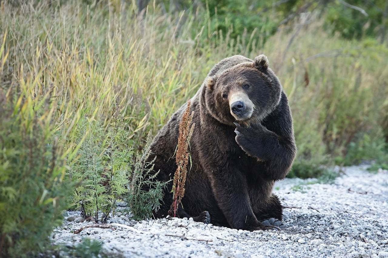 LEARN WITH YOU - My, The Bears, Story, Forest, Text, Creation, Prose, Animals, Writing, Literature, Author's story, A life, About everything