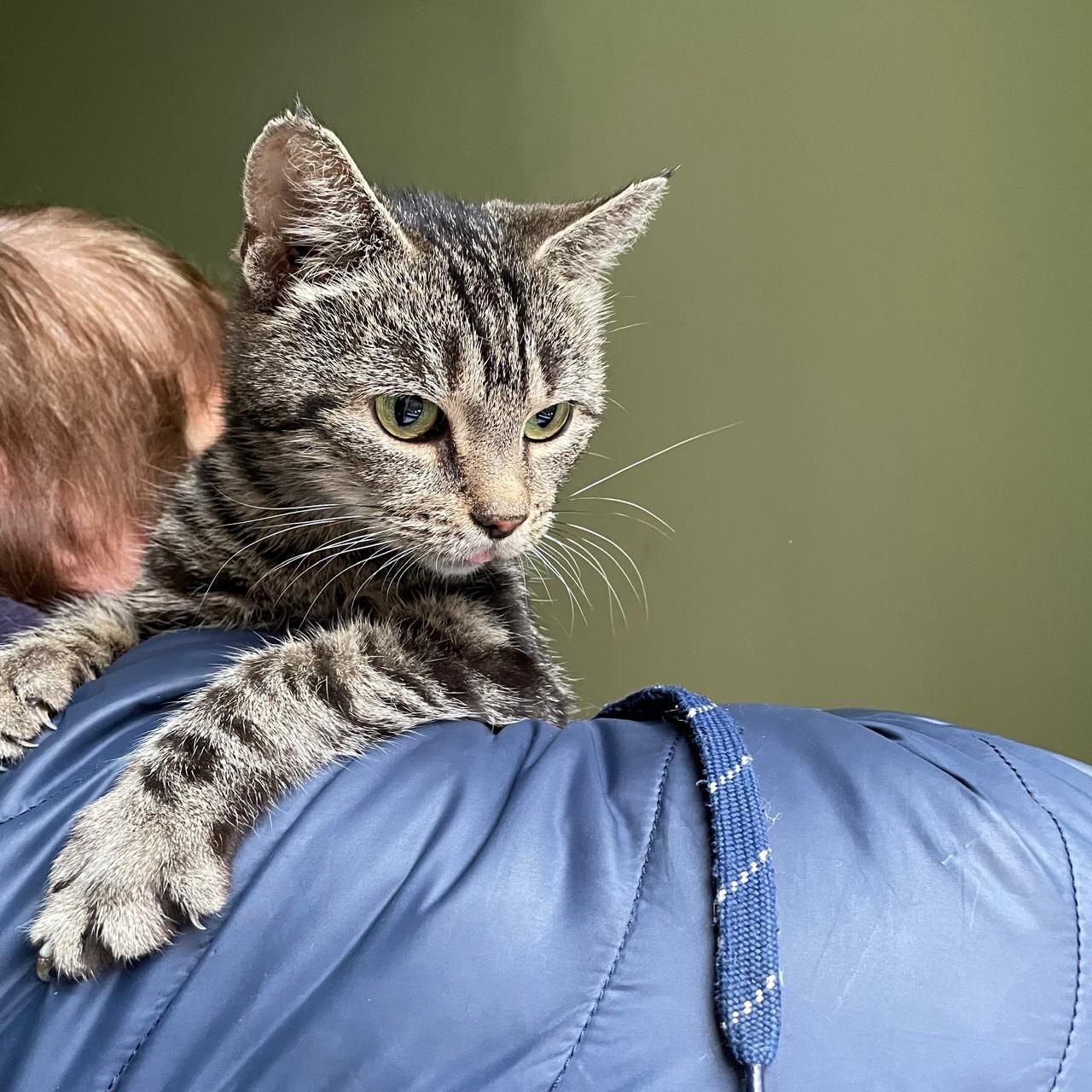 Kitty in good hands St. Petersburg and Lo - My, Volunteering, Homeless animals, In good hands, Helping animals, Friend, cat