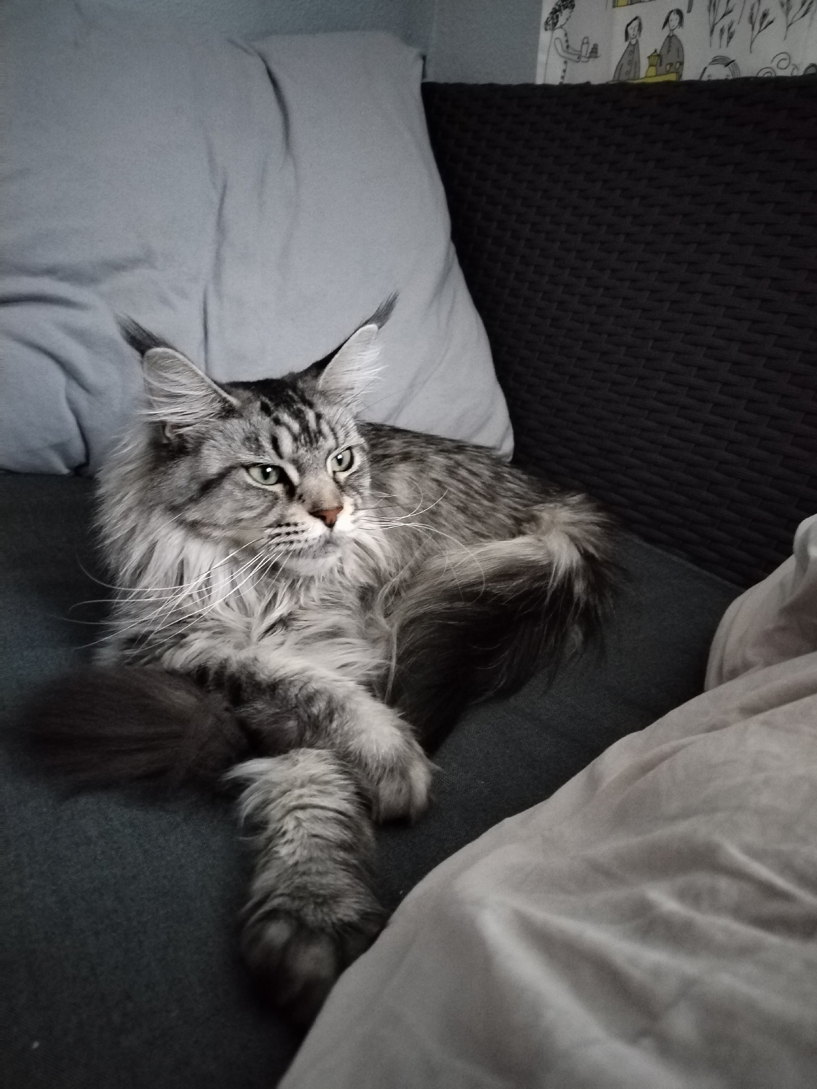 Maine Coons are cool - Milota, Images, Longpost, cat