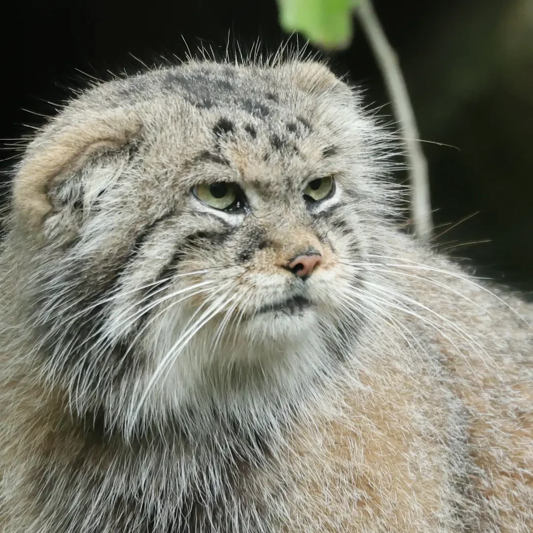 Business sausage - Wild animals, Predatory animals, Pallas' cat, Cat family, Small cats, The photo, Zoo, Instagram (link), Longpost