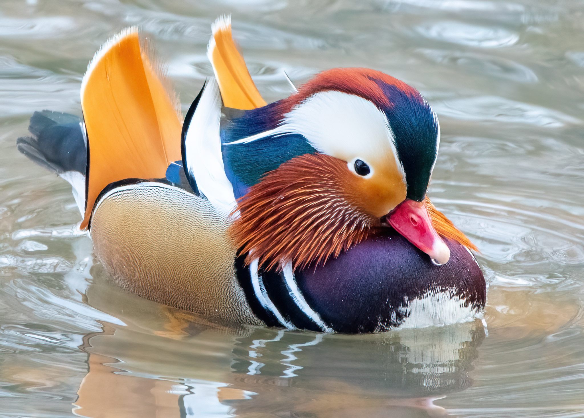 Mandarin duck - Mandarin duck, Birds, The photo