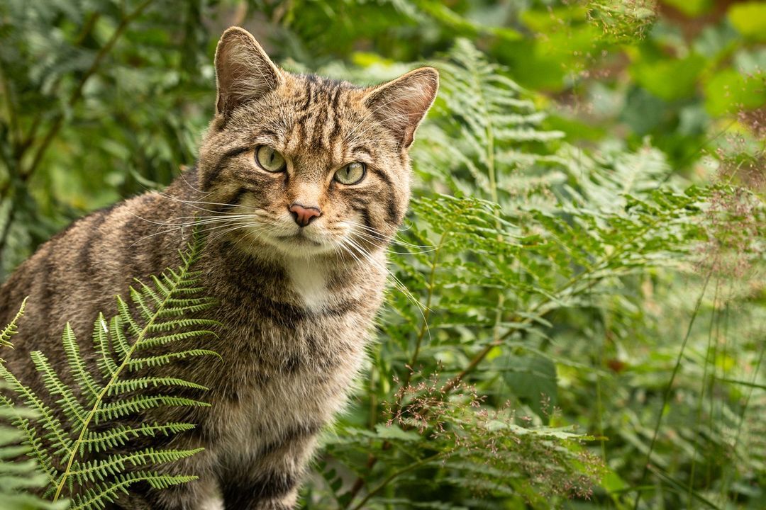 Scottish Wildcat - Forest cat, Small cats, Cat family, Predatory animals, Wild animals, Zoo, The photo