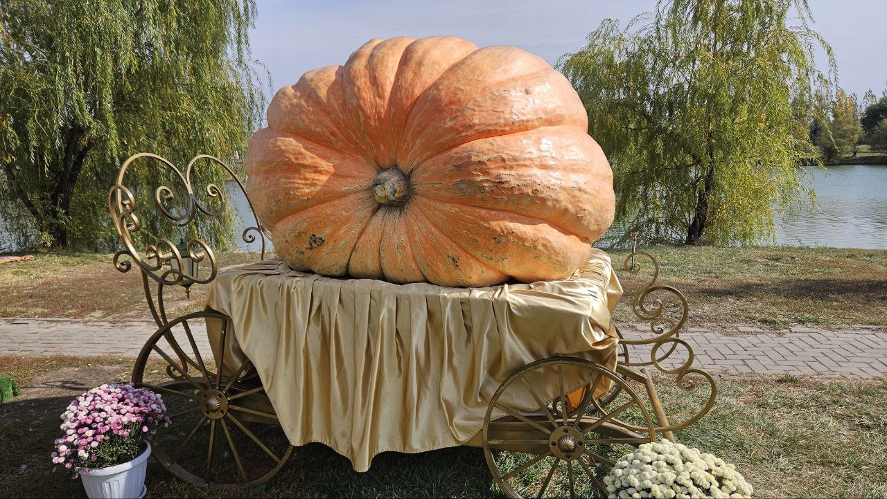 The Great Journey of the Big Pumpkins to Kazakhstan - My, Plants, Garden, Gardening, Garden, Vegetables, Pumpkin, Kazakhstan, Library, Video, Longpost