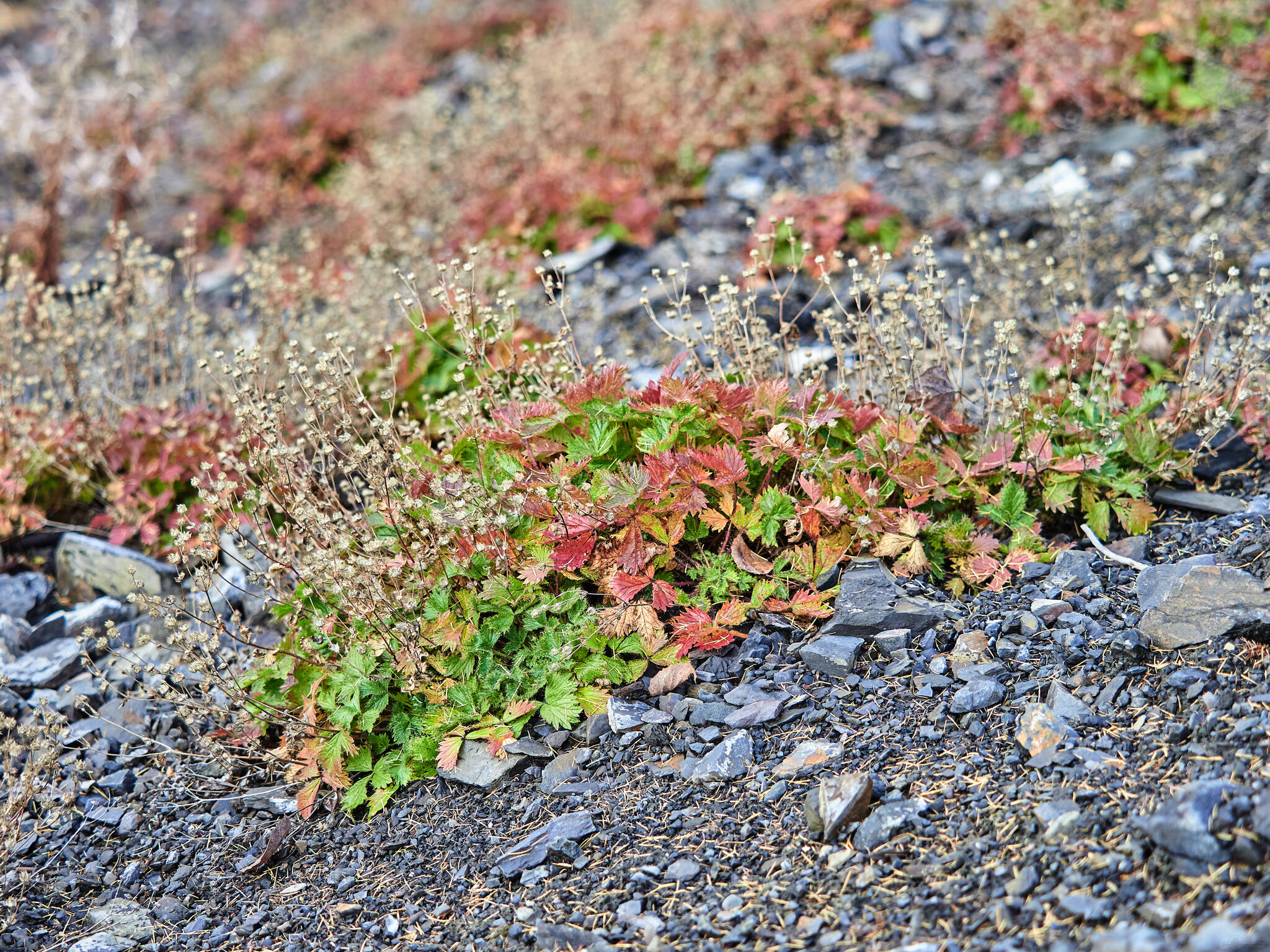 My beautiful Kolyma - My, Kolyma, Landscape, Longpost, The sun, Berries, Blueberry, Autumn