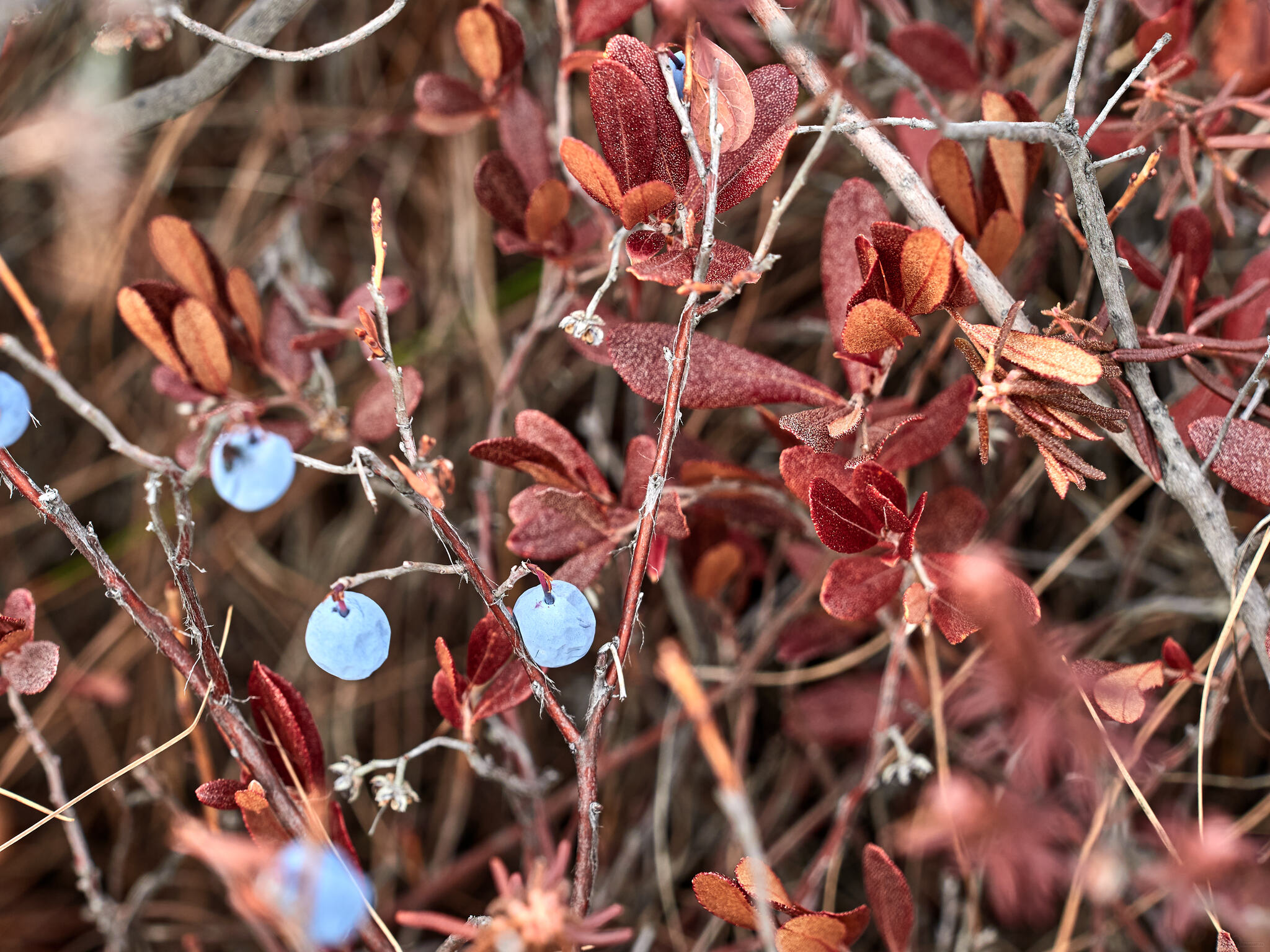 My beautiful Kolyma - My, Kolyma, Landscape, Longpost, The sun, Berries, Blueberry, Autumn