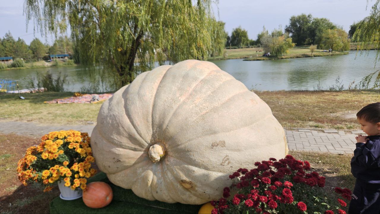 The Great Journey of the Big Pumpkins to Kazakhstan - My, Plants, Garden, Gardening, Garden, Vegetables, Pumpkin, Kazakhstan, Library, Video, Longpost