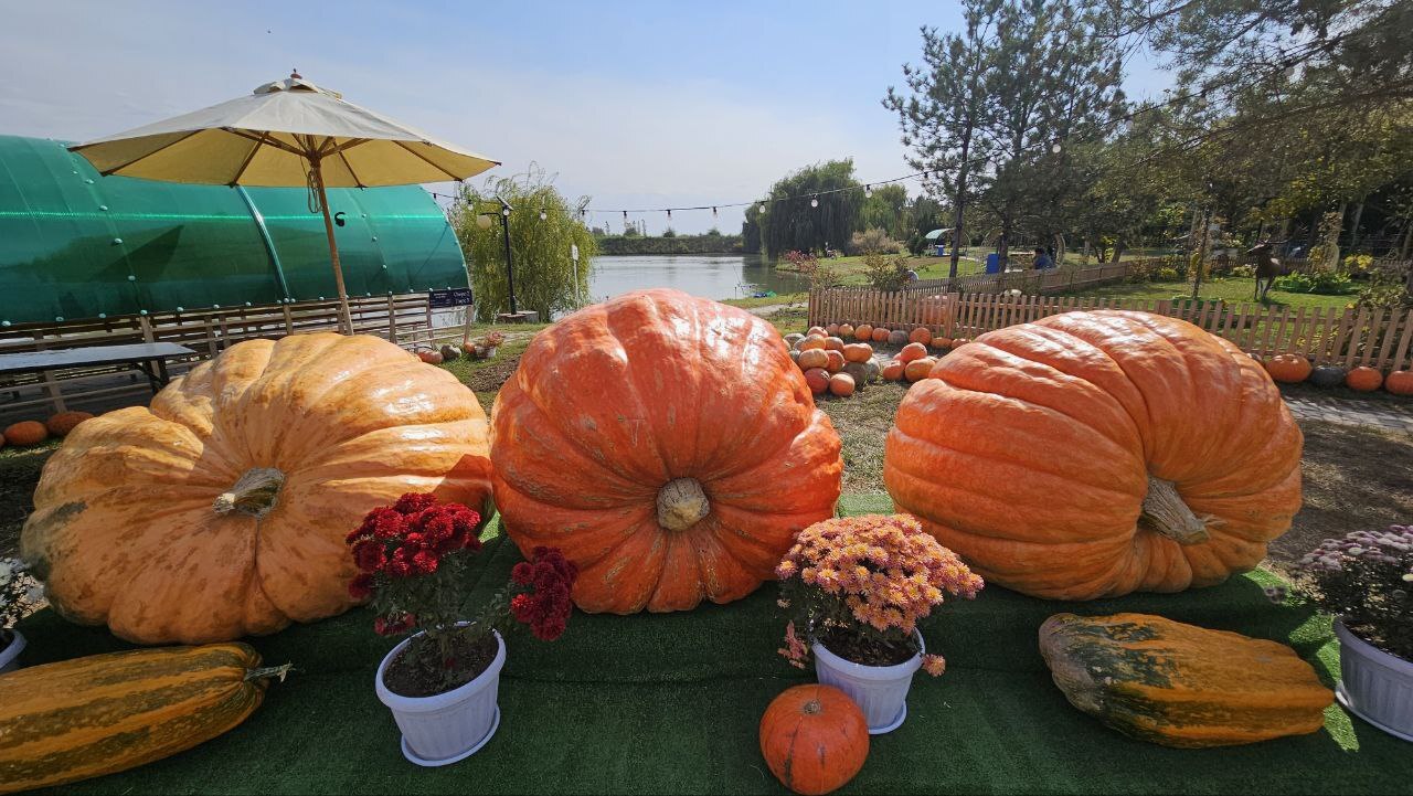 The Great Journey of the Big Pumpkins to Kazakhstan - My, Plants, Garden, Gardening, Garden, Vegetables, Pumpkin, Kazakhstan, Library, Video, Longpost